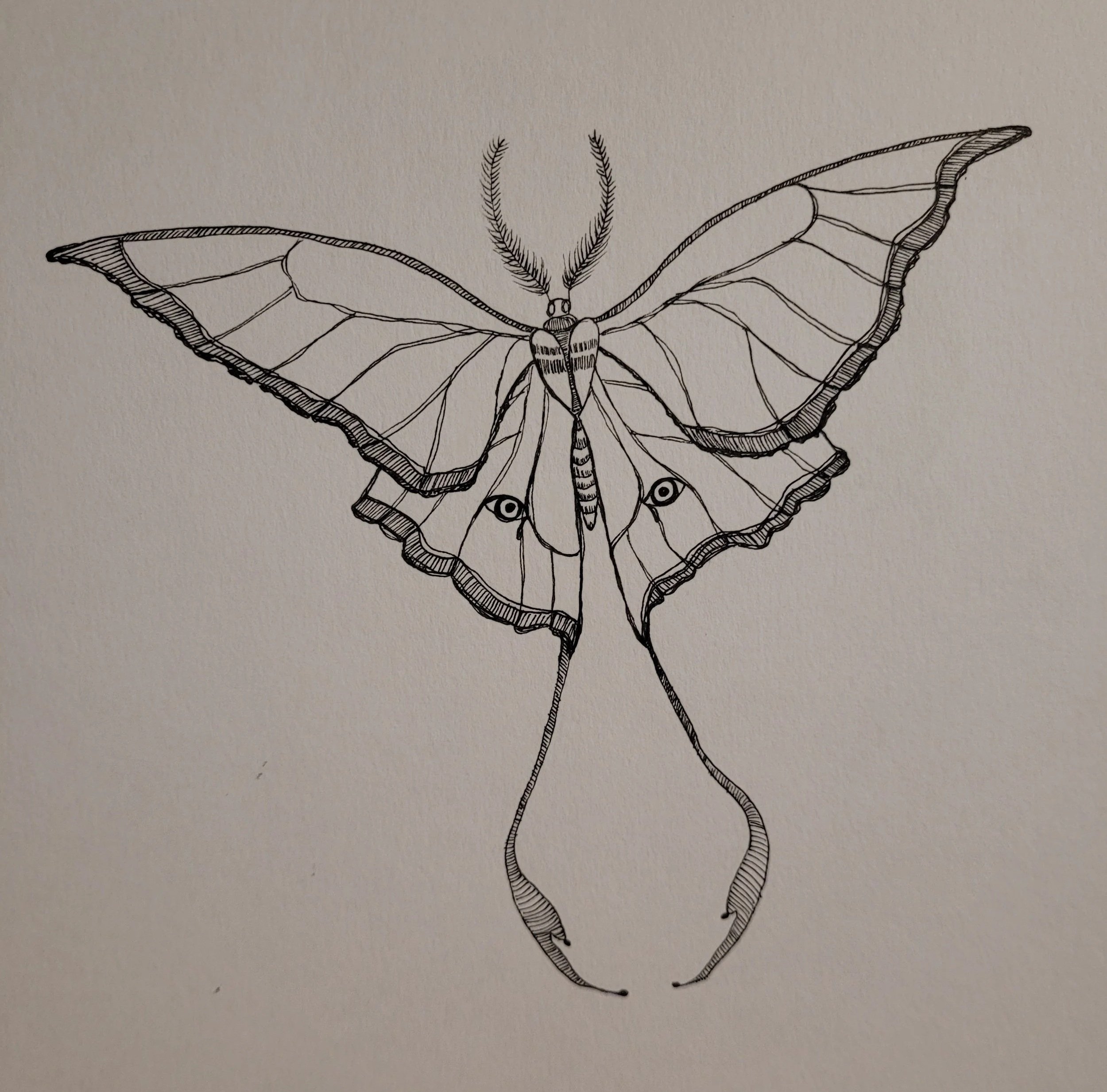 Moth, class project (2024)