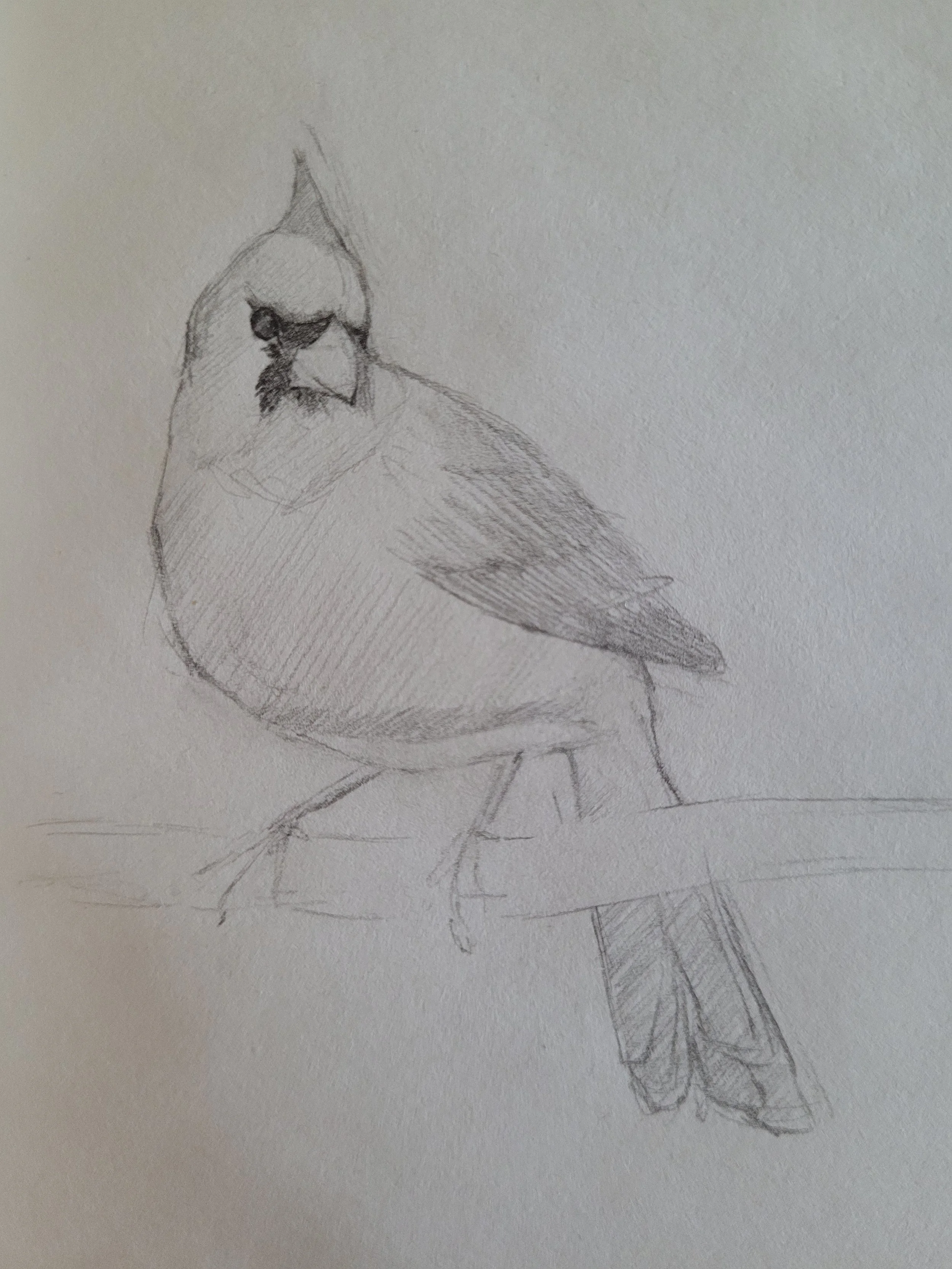 Cardinal (2026)