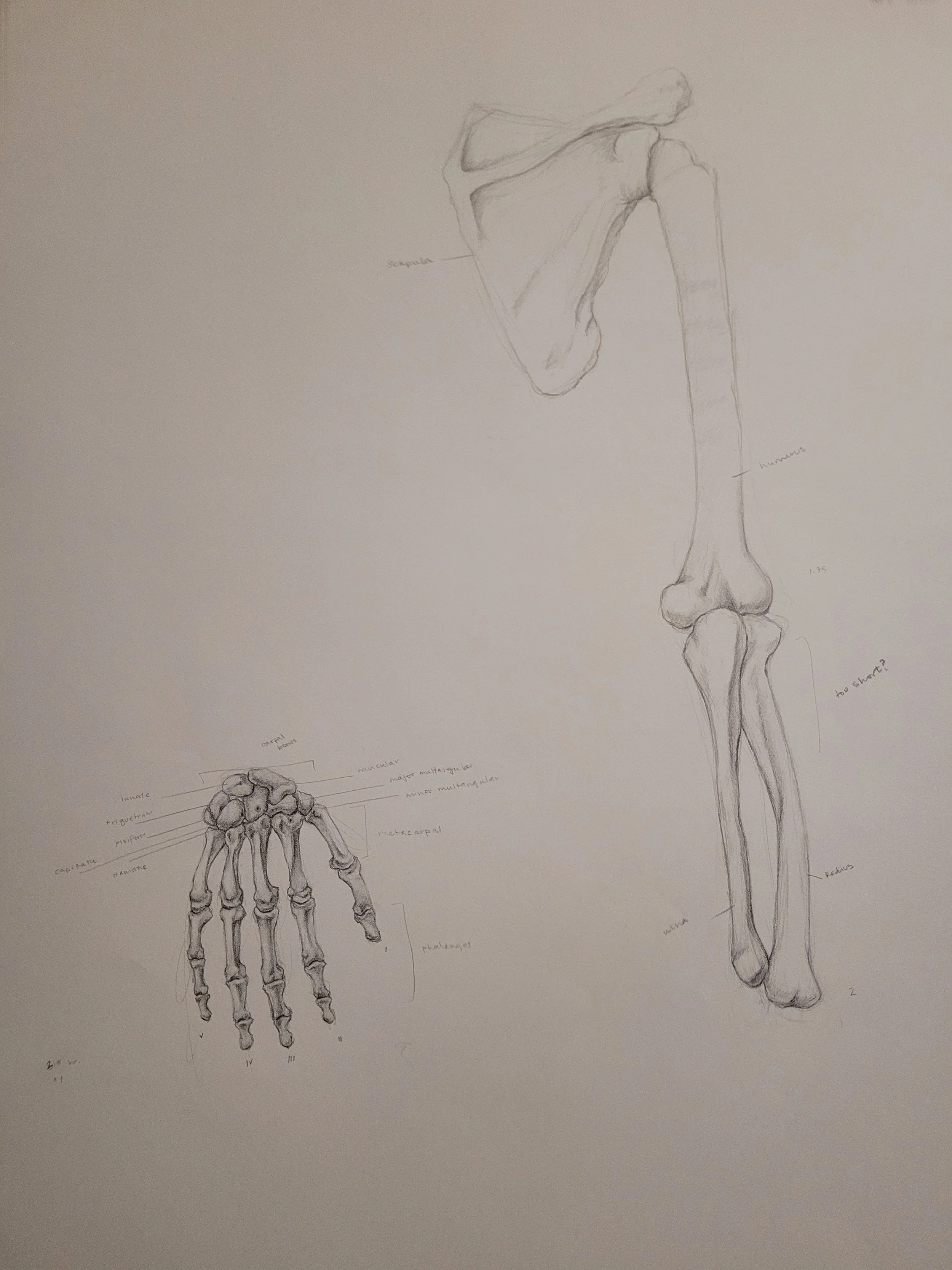 Life Drawing Year II: Anatomical Study