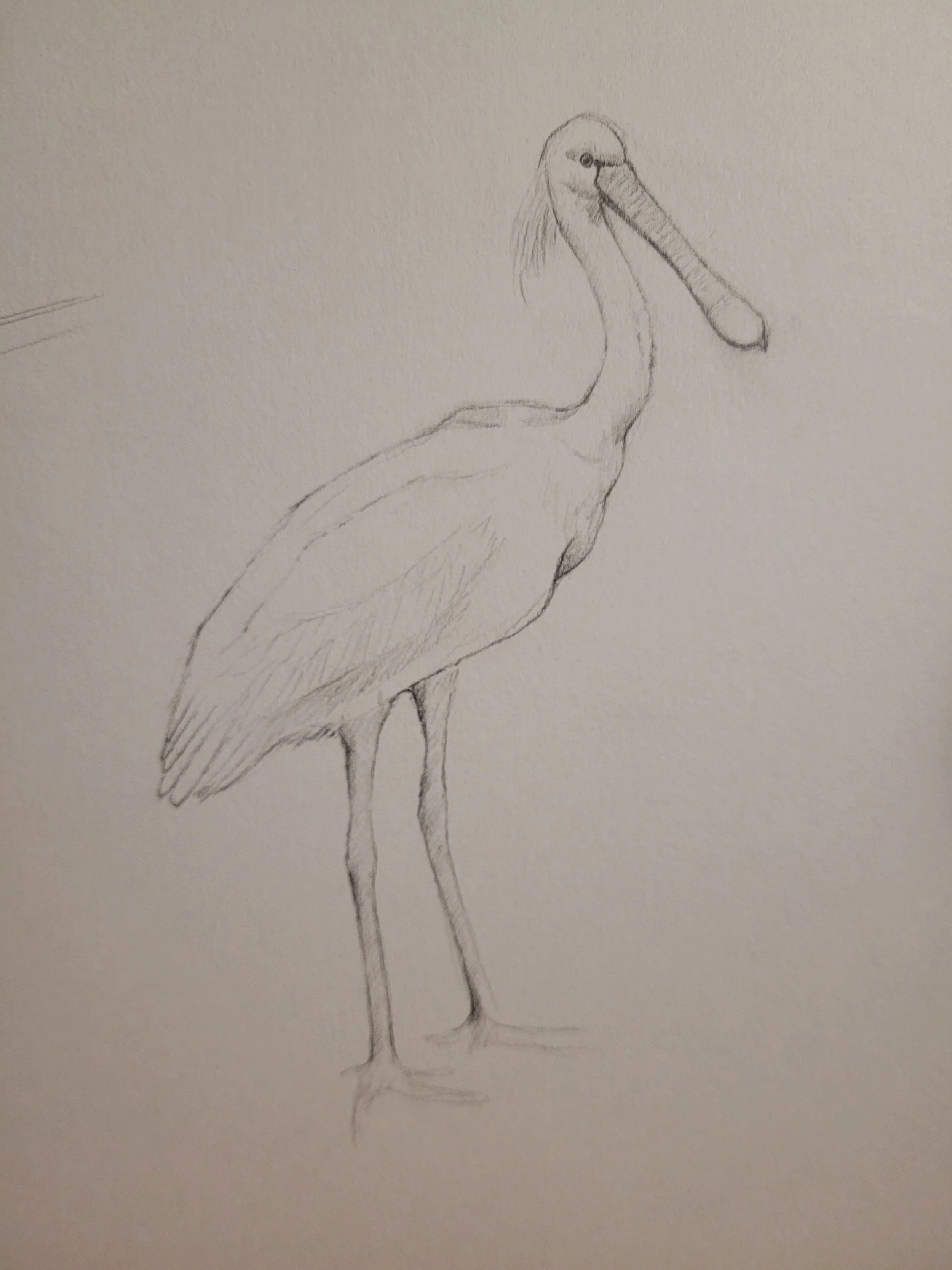 Spoonbill (2026)