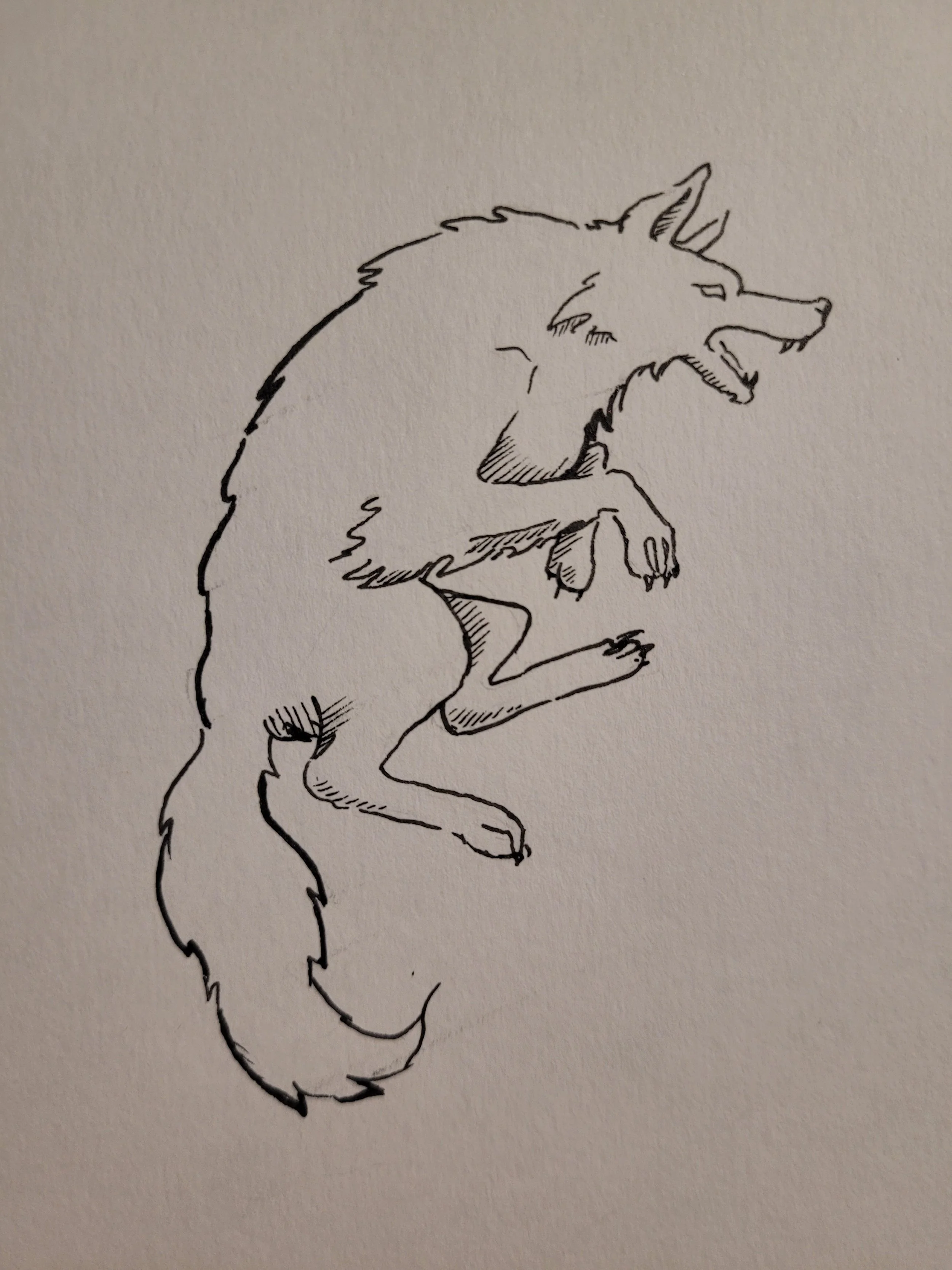 Wolf, class project (2024)