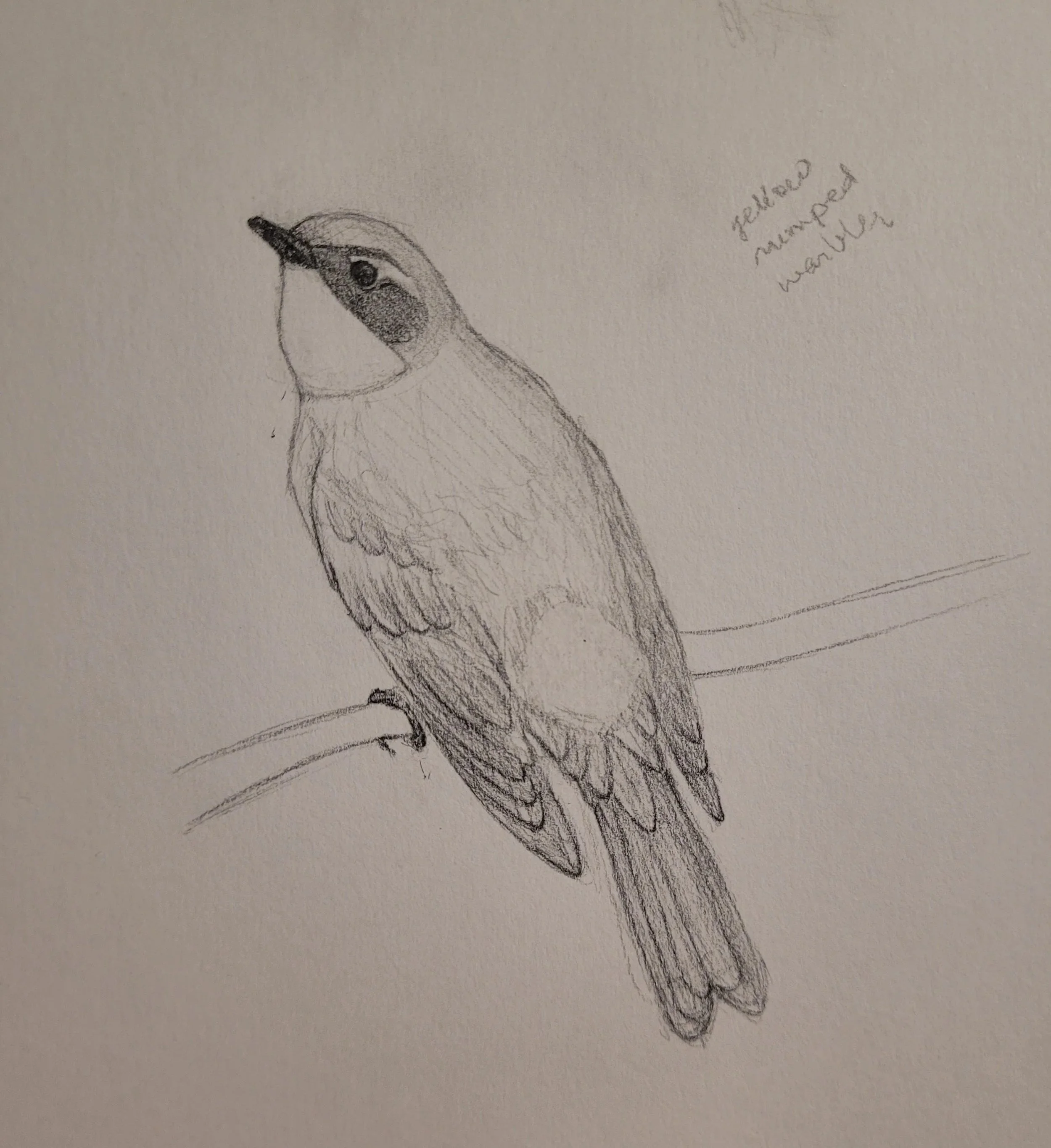 Yellow Rumped Warbler Sketch (2026)