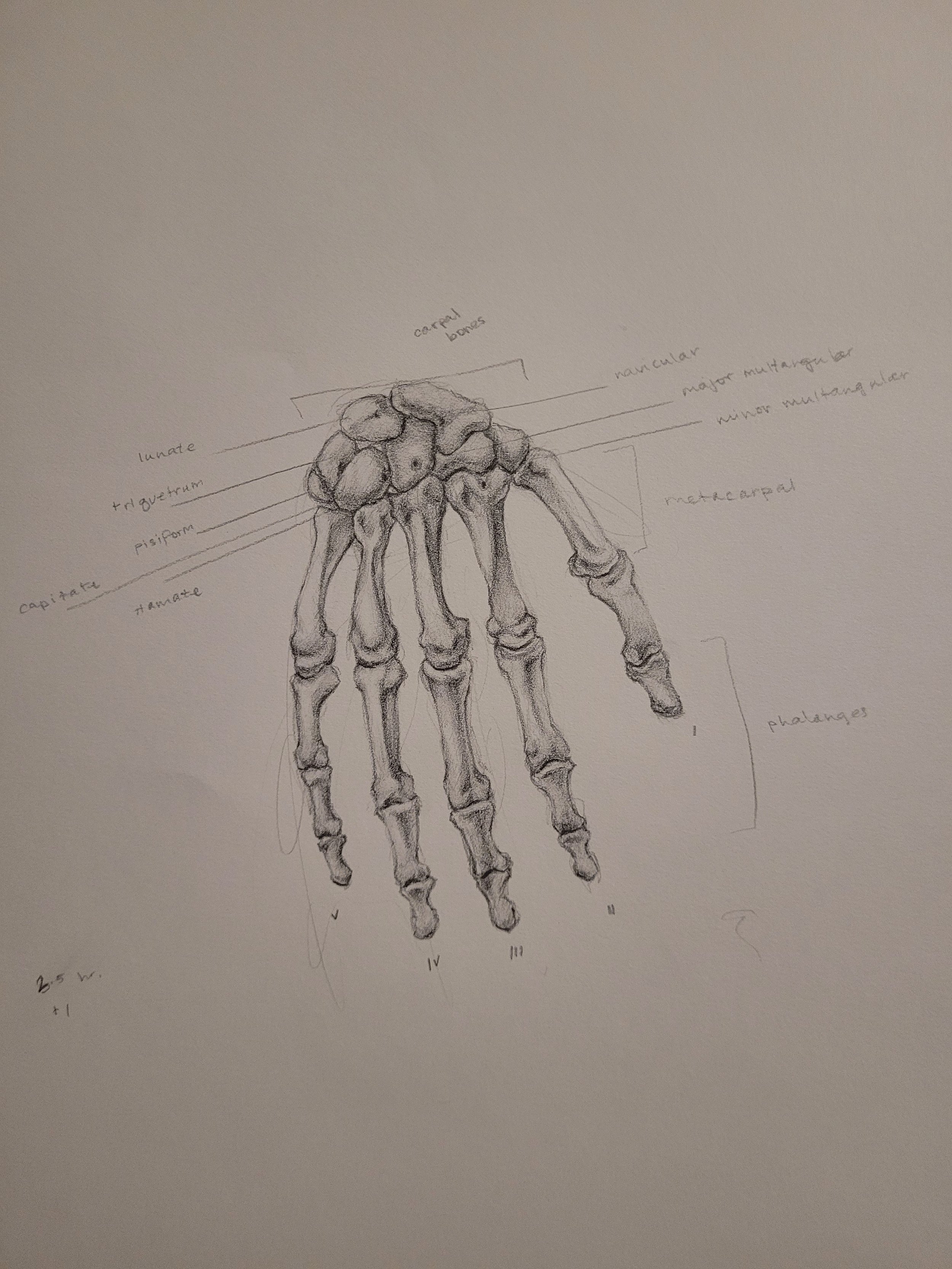 Life Drawing Year II: Anatomical Study