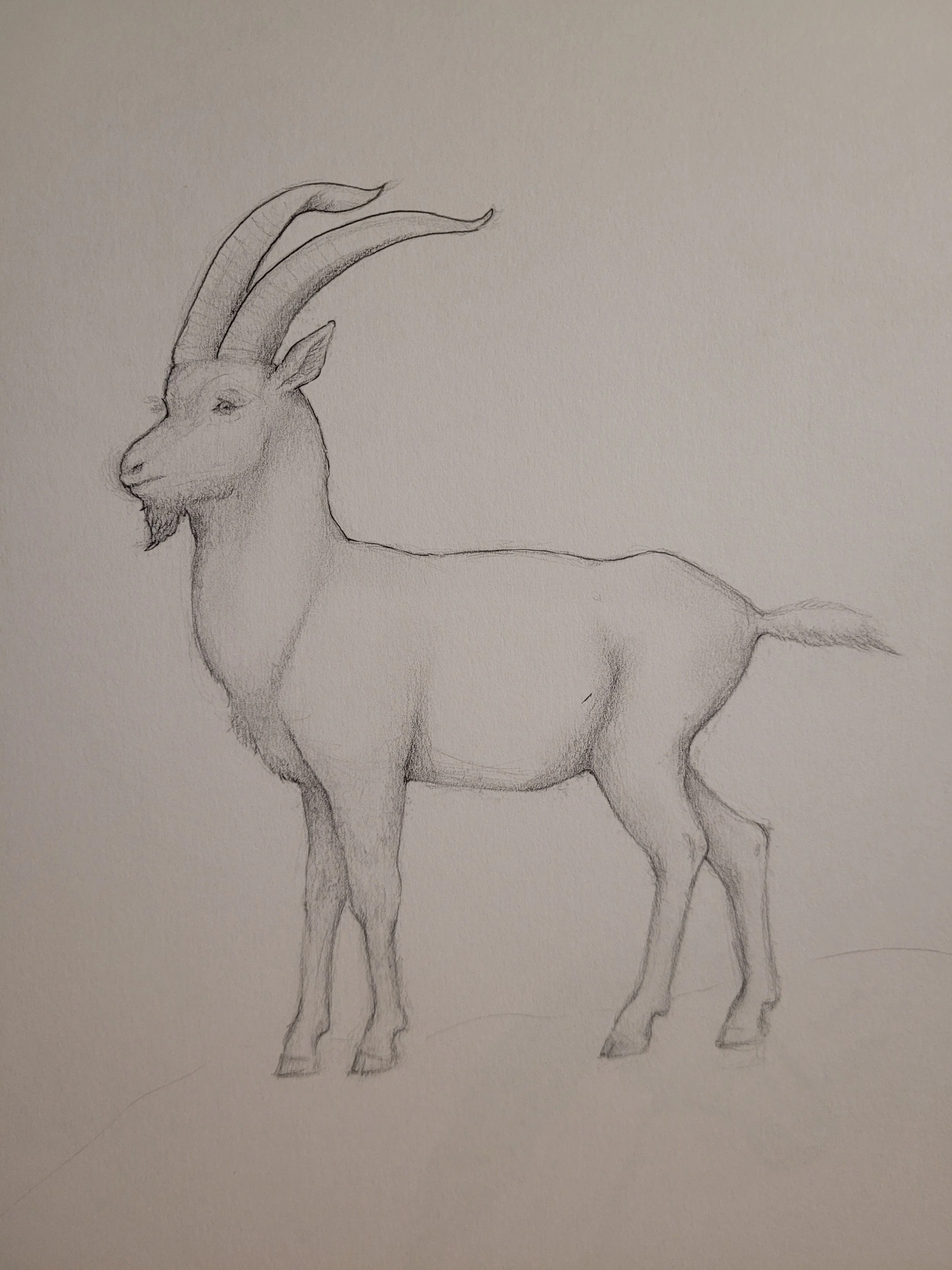 Ibex (2024)