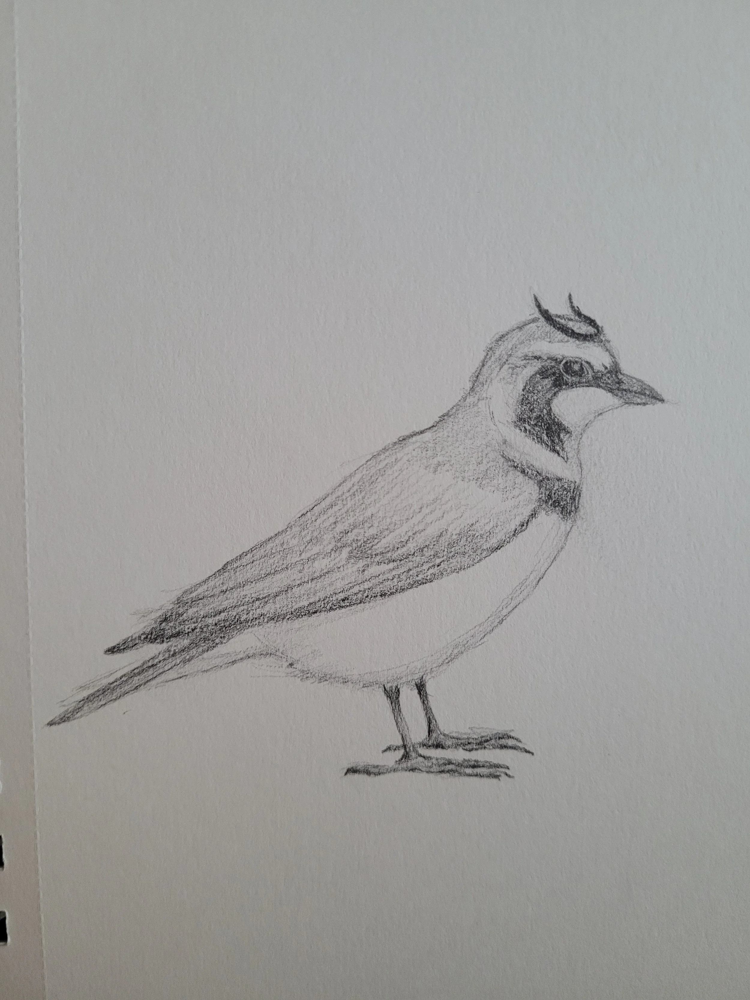 Horned Lark