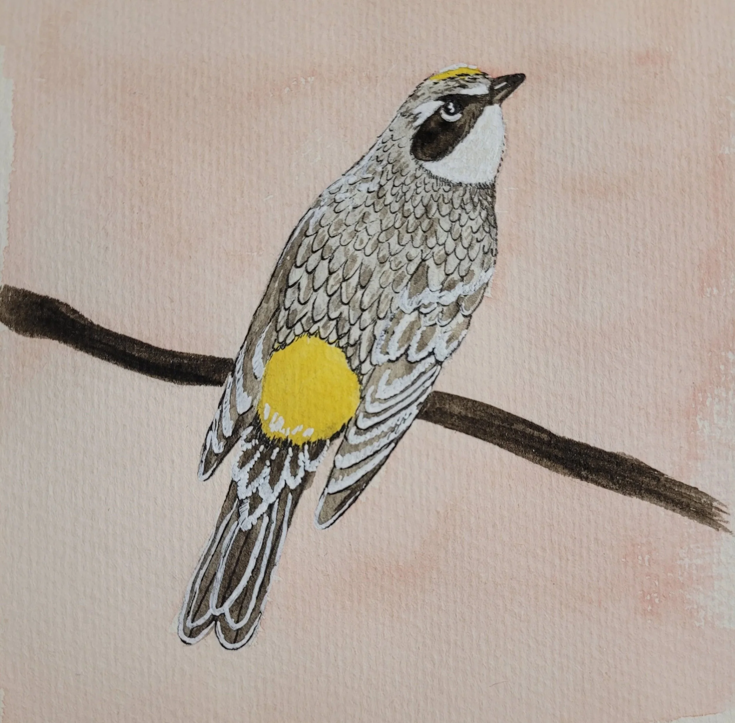 Yellow Rumped Warbler (2026)