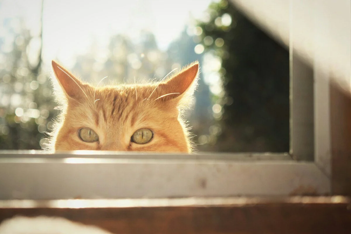 Close-up of a curious orange tabby cat peeking up from behind a window frame in sunlight
