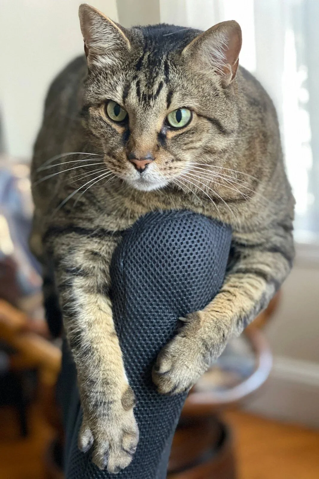 A tabby cat with green eyes perched on a black, textured laptop bag.