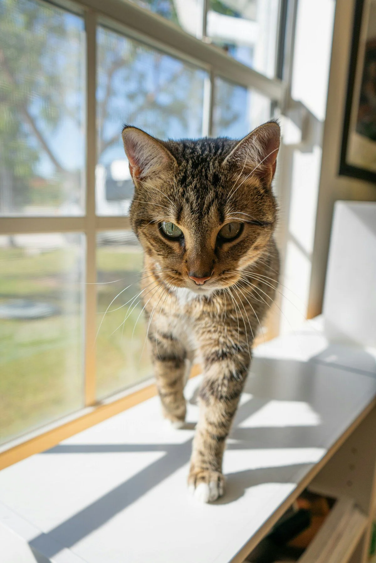 A domestic tabby cat walking on a white windowsill, with sunlight coming through a grid window, outside view of trees and sky