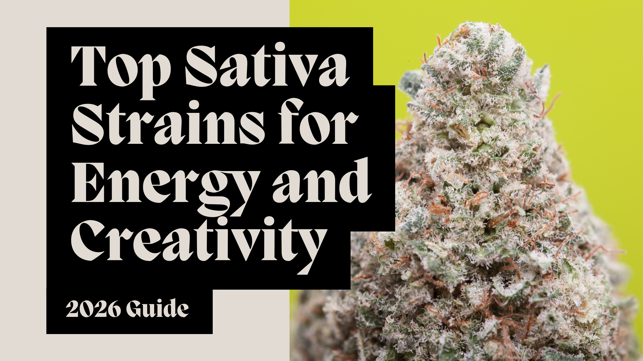 Top Sativa Strains for Energy and Creativity (2026 Guide)