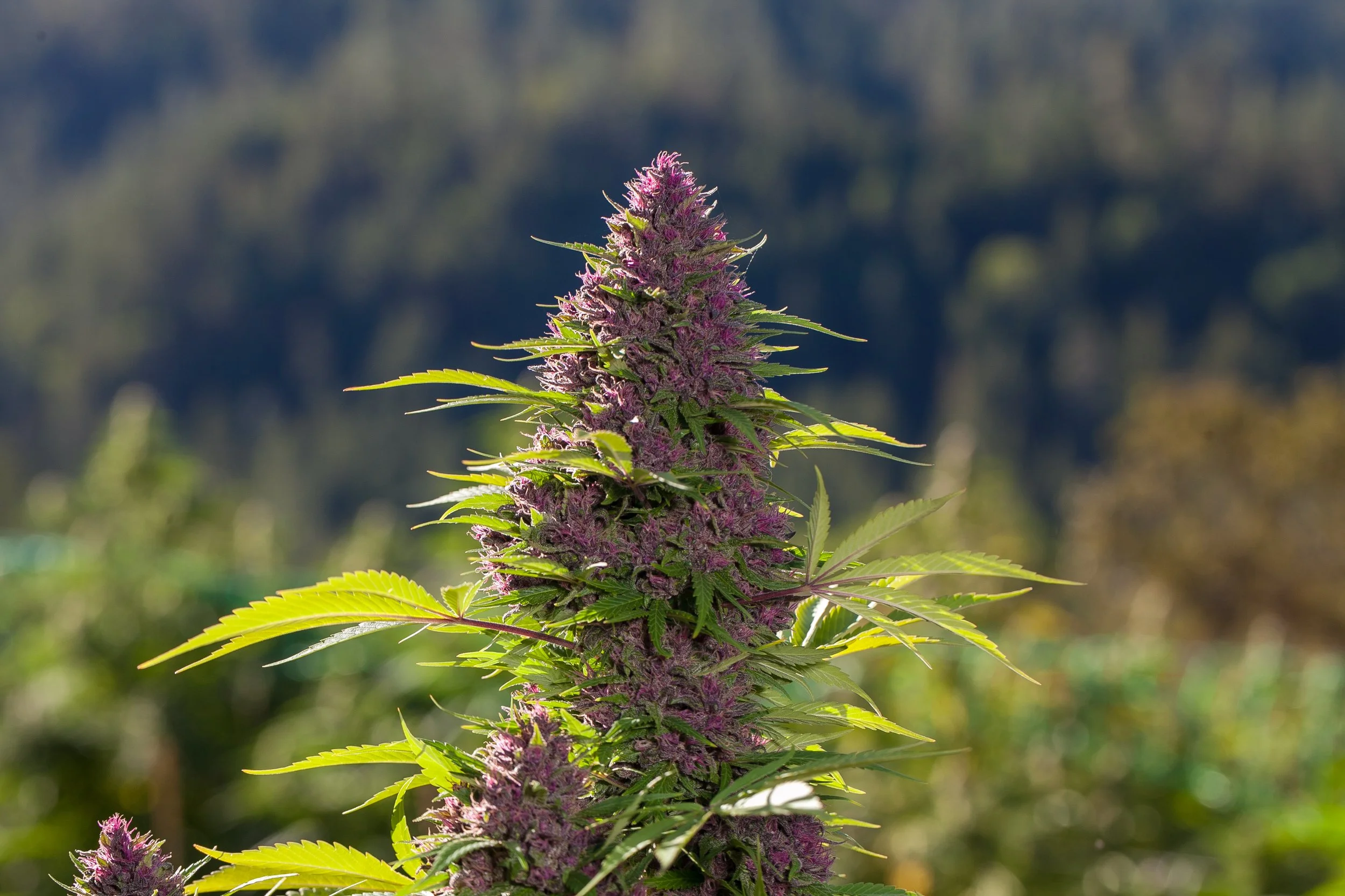 tko farms oregon cannabis dispensary