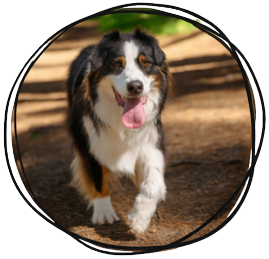 An Australian shepherd trotting along a shaded bushland trail on the Gold Coast