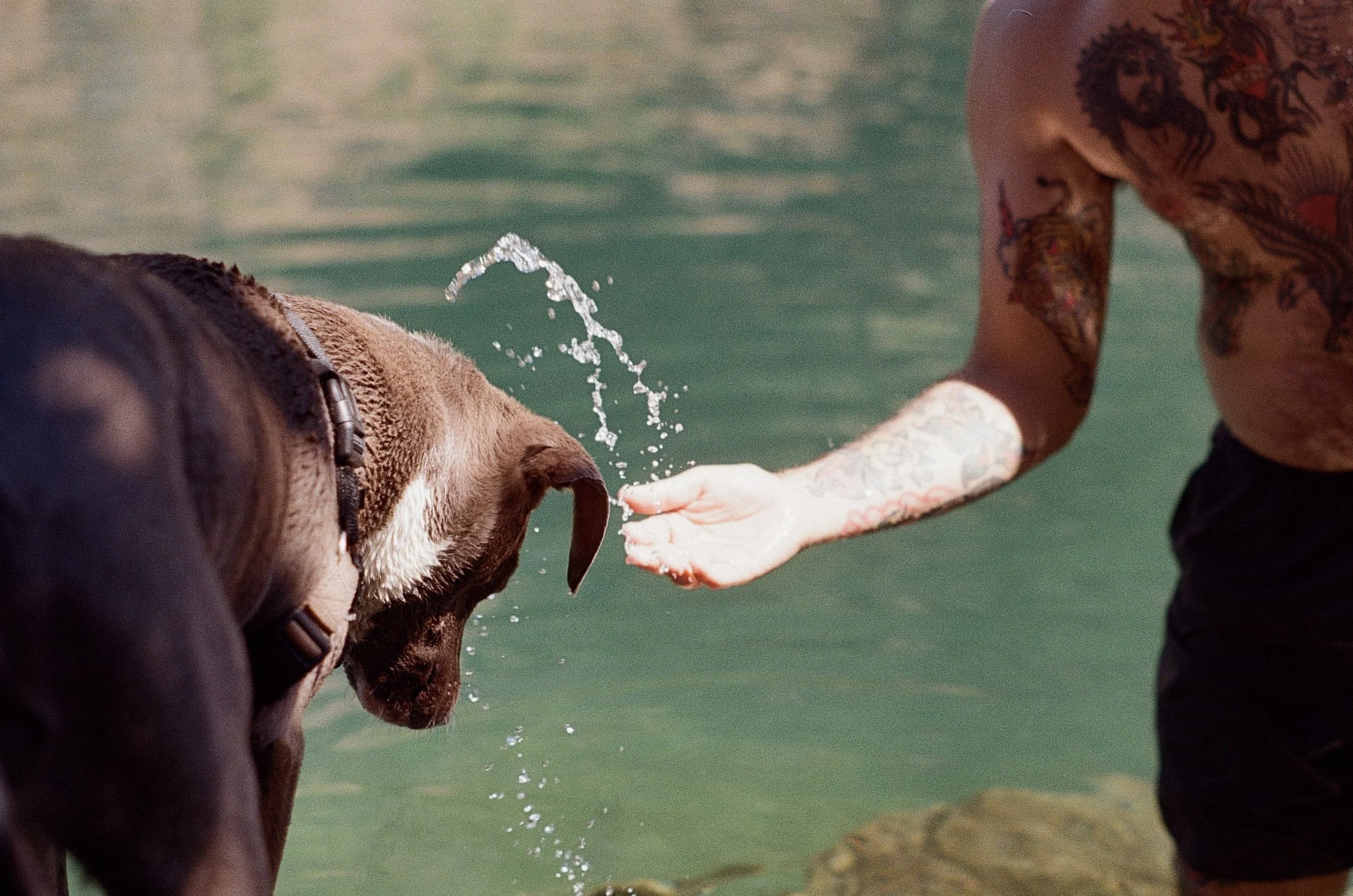 A person with tattoos on their arms reaching out to a dog in water, with water splashing from the dog's nose.
