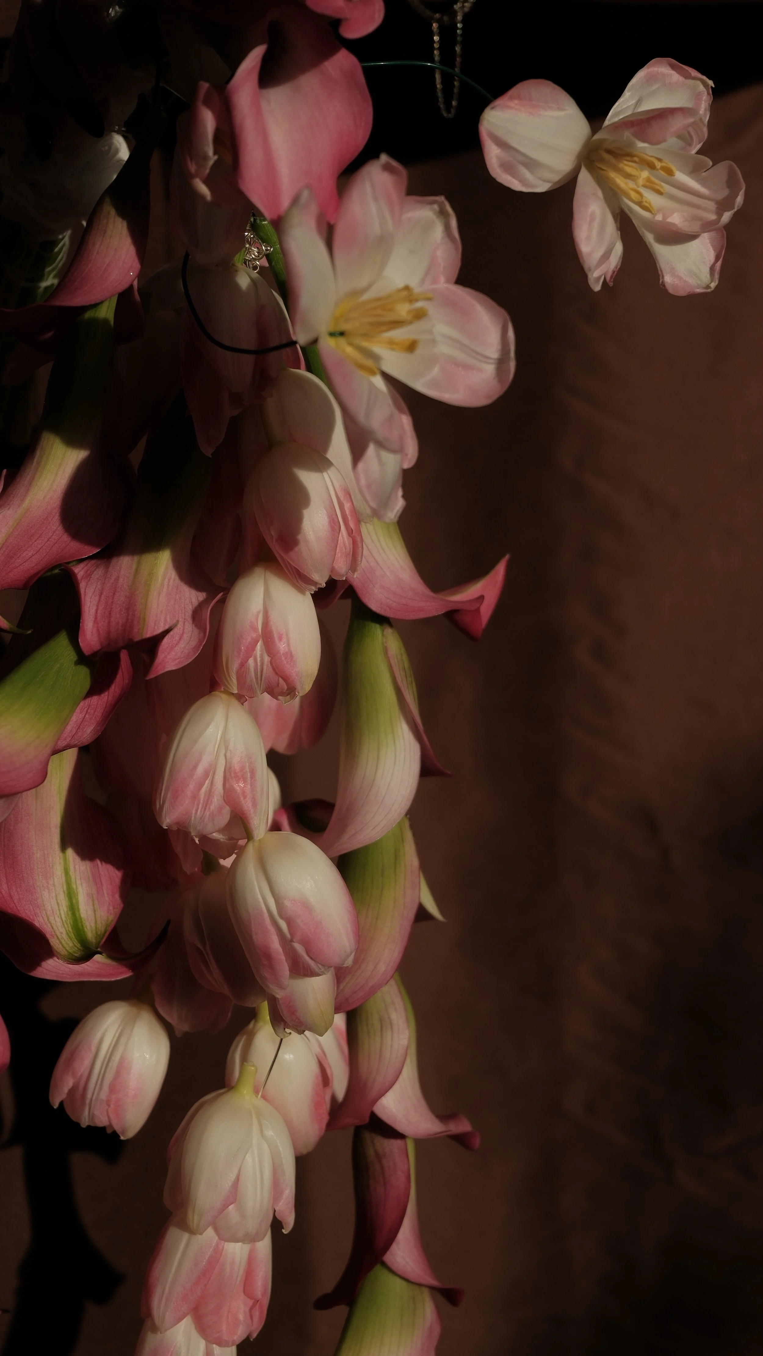 Rama de flores de color rosa y blanco, con varias flores colgando, en un fondo oscuro.