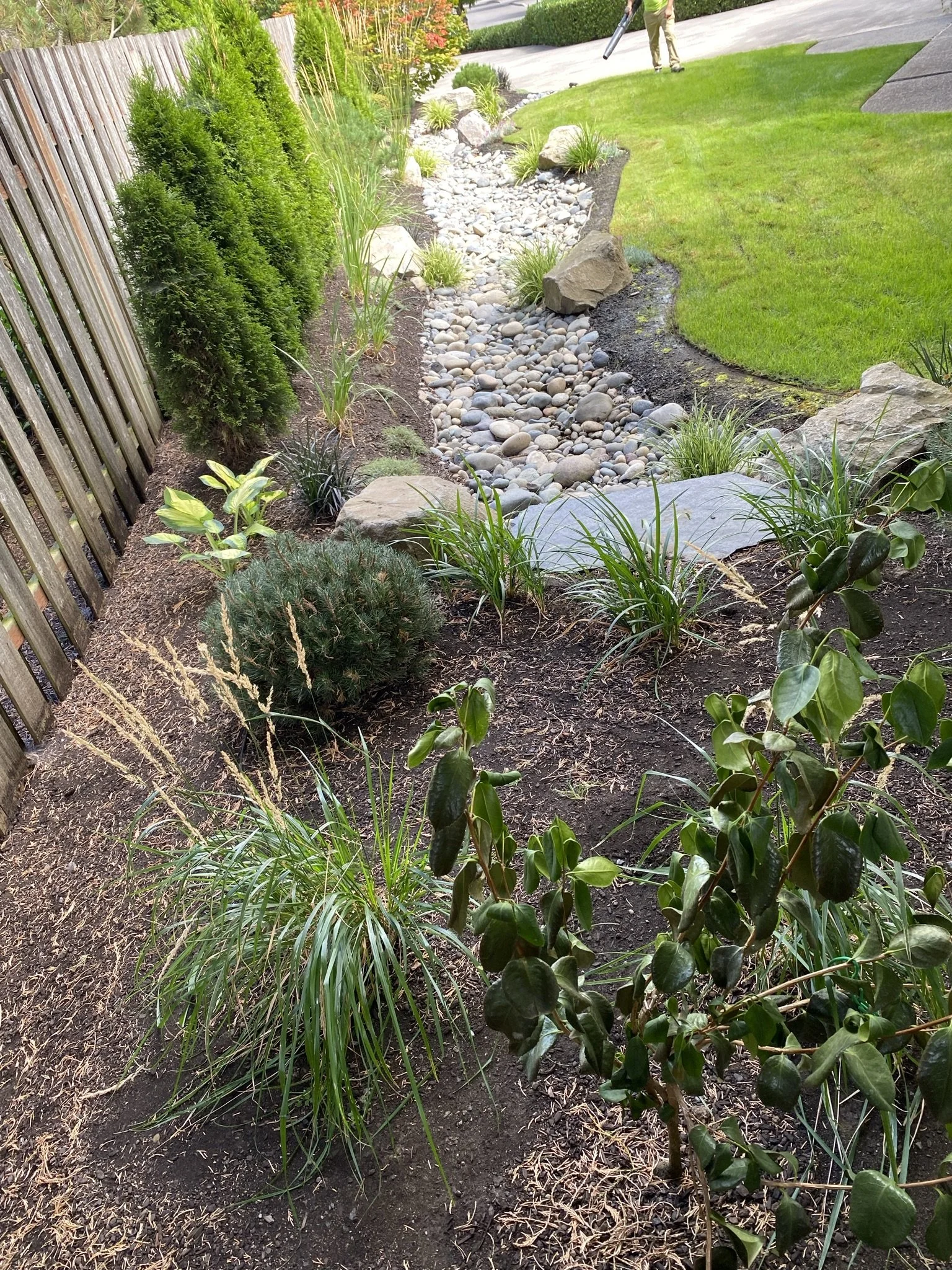 A landscaped yard with a rock and pebble pathway, surrounded by various green plants and bushes, with a wooden fence on the left and a lawn on the right. A person is seen in the background using a blower.