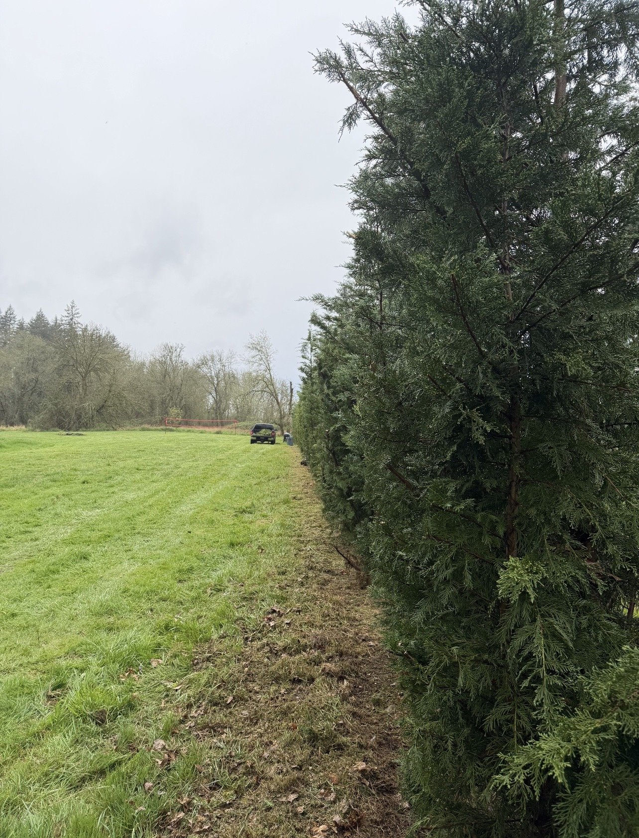 A grassy field with a line of evergreen trees on the right and some cars parked in the background under a cloudy sky.
