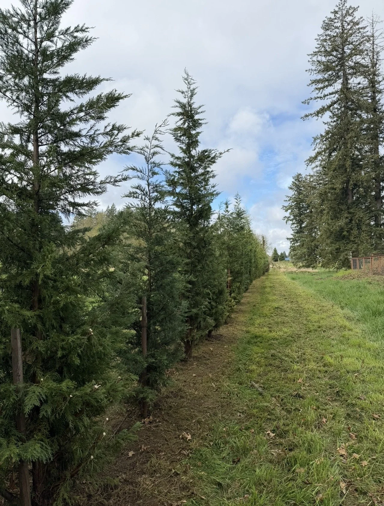 Row of evergreen trees on a grassy pathway extending into the distance, with a blue sky and clouds.
