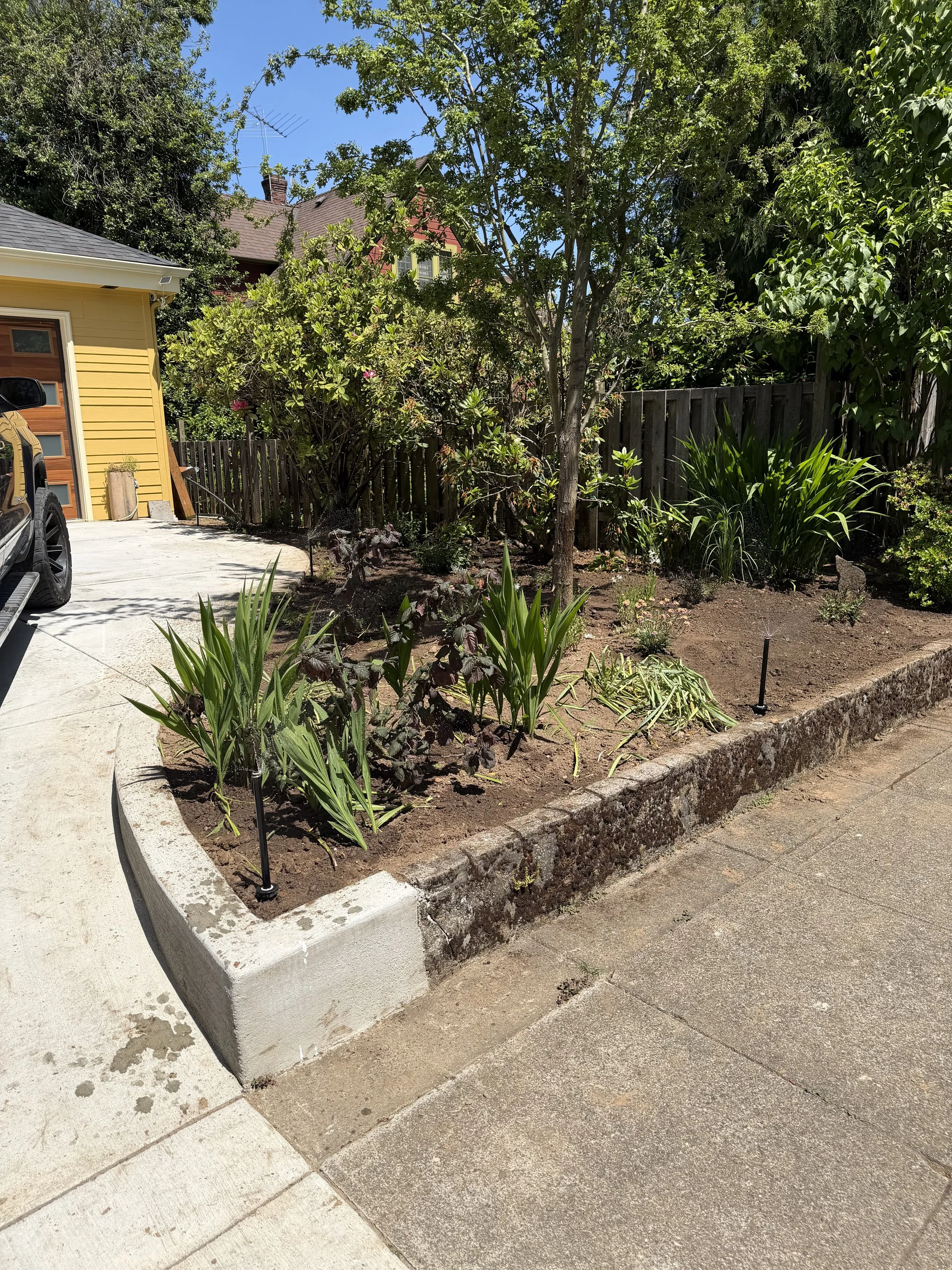 A small garden bed with a tree and various plants, bordered by concrete edging, situated in front of a wooden fence and next to a concrete driveway.