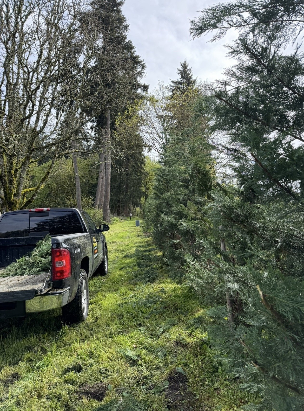 A black pickup truck parked on grass near a row of evergreen trees, with a forest and cloudy sky in the background.