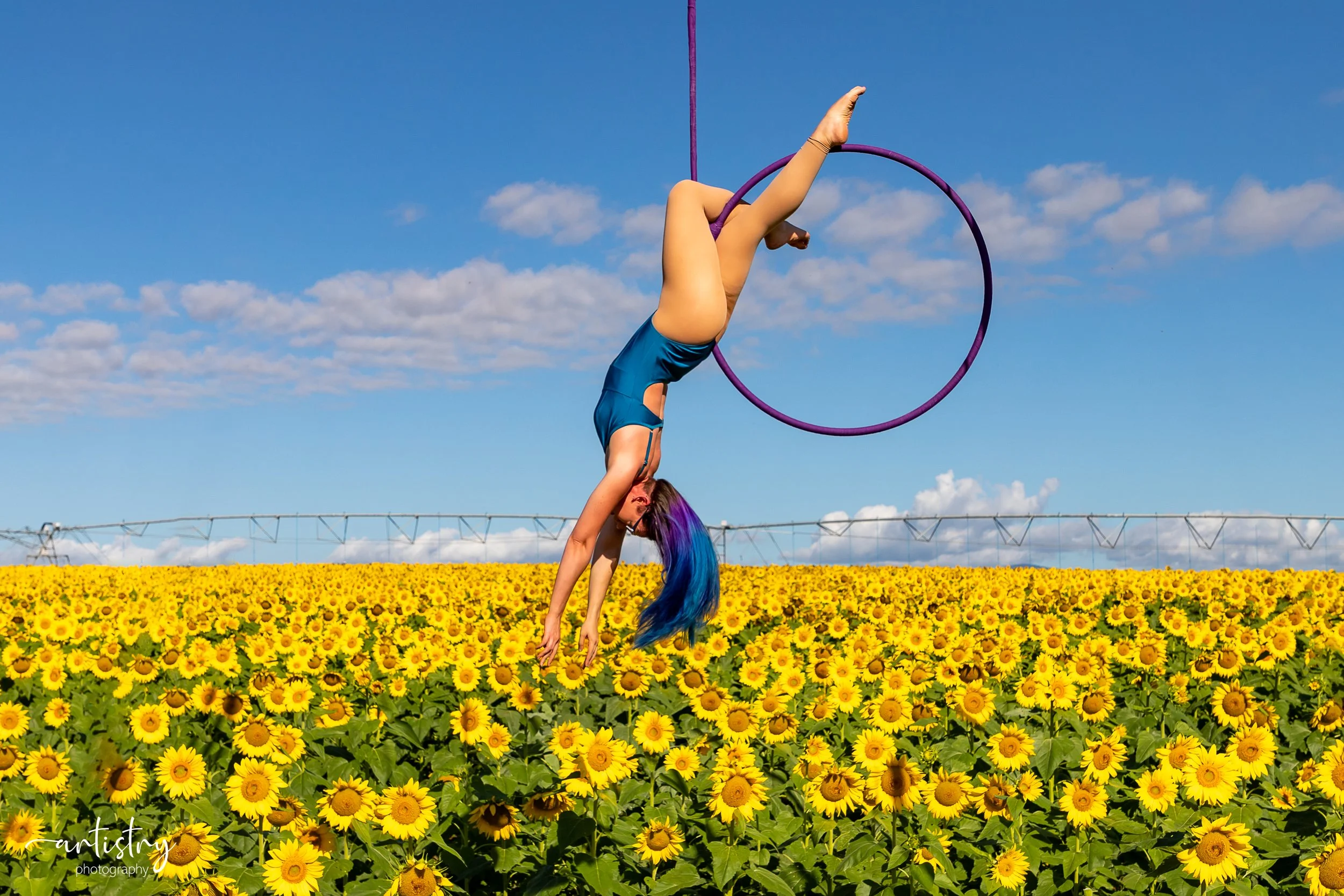 A woman with colorful rainbow hair performing a handstand on a purple aerial hoop in a sunflower field under a blue sky with scattered clouds.