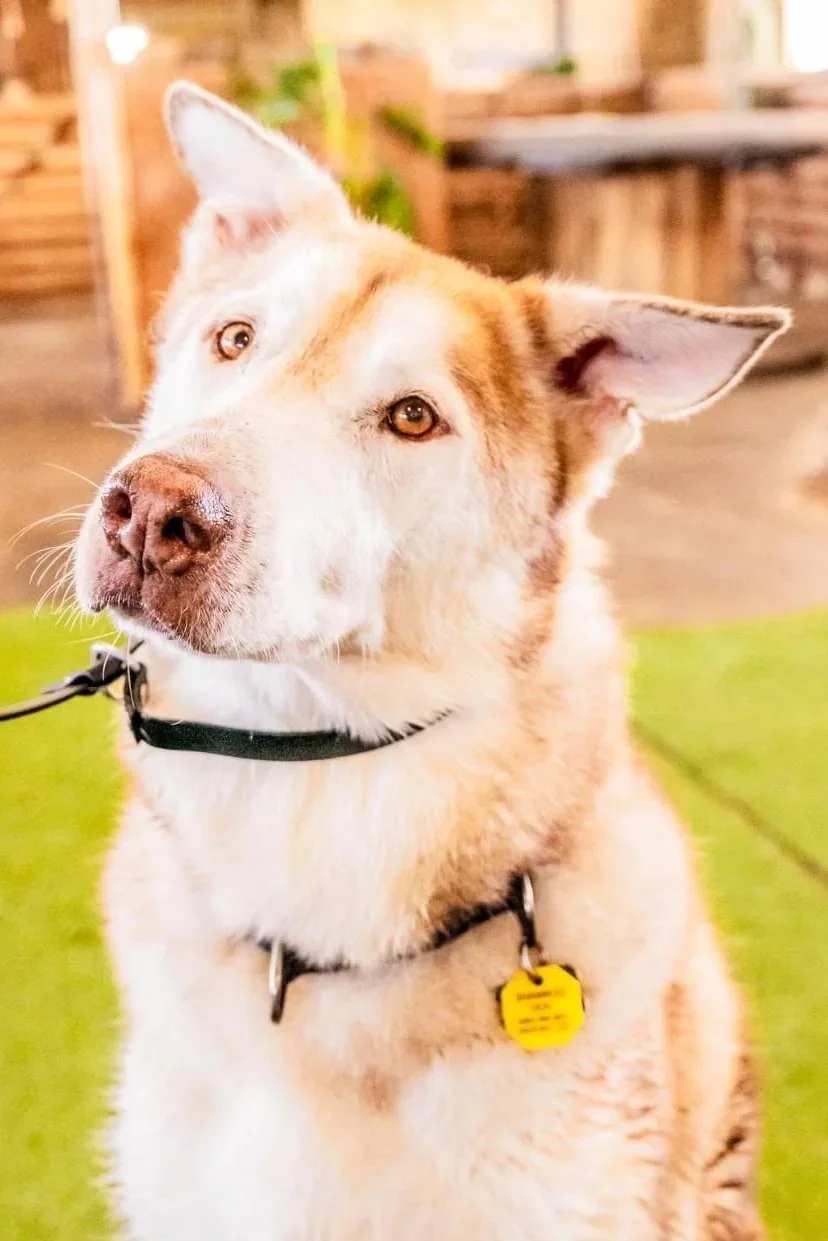 A light-colored dog with brown eyes, wearing a black collar with a yellow tag, sitting on green grass.