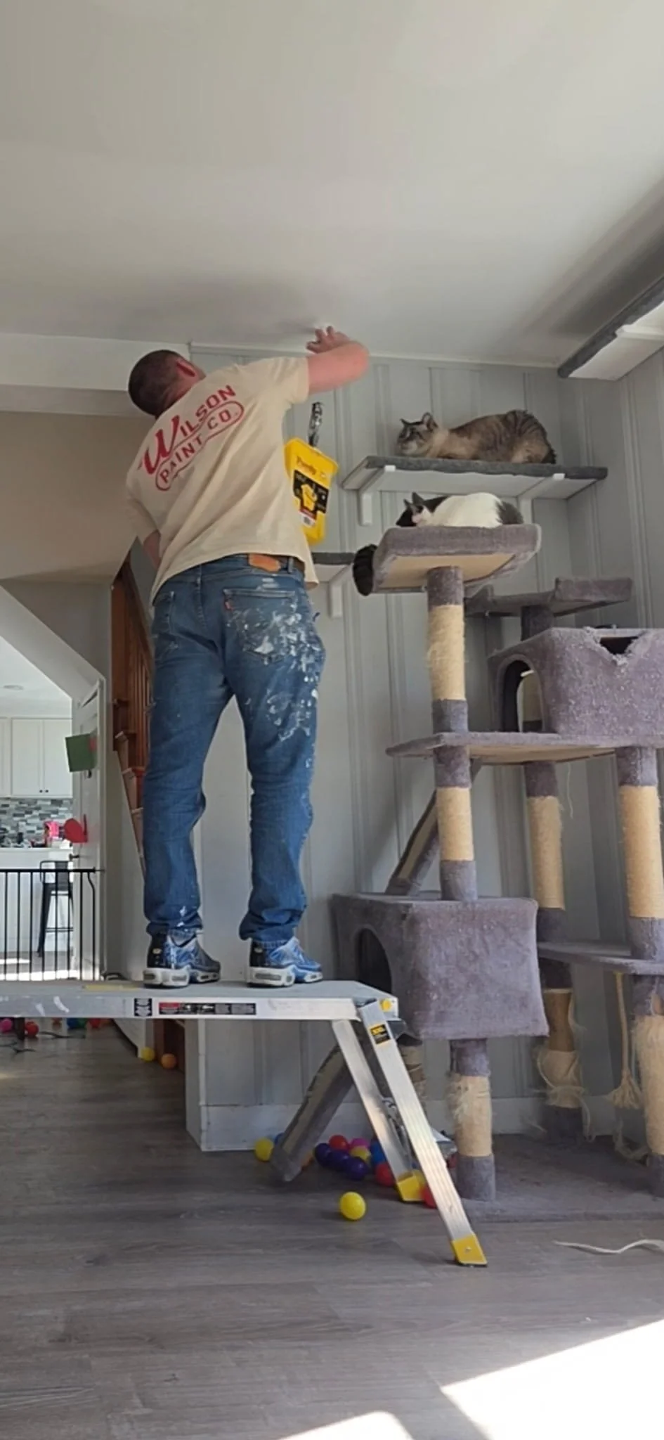 A man standing on a ladder, painting the ceiling, with a tattoo on his arm and paint splatters on his jeans. There are three cats on a multi-level cat tree nearby, and scattered balls on the floor.