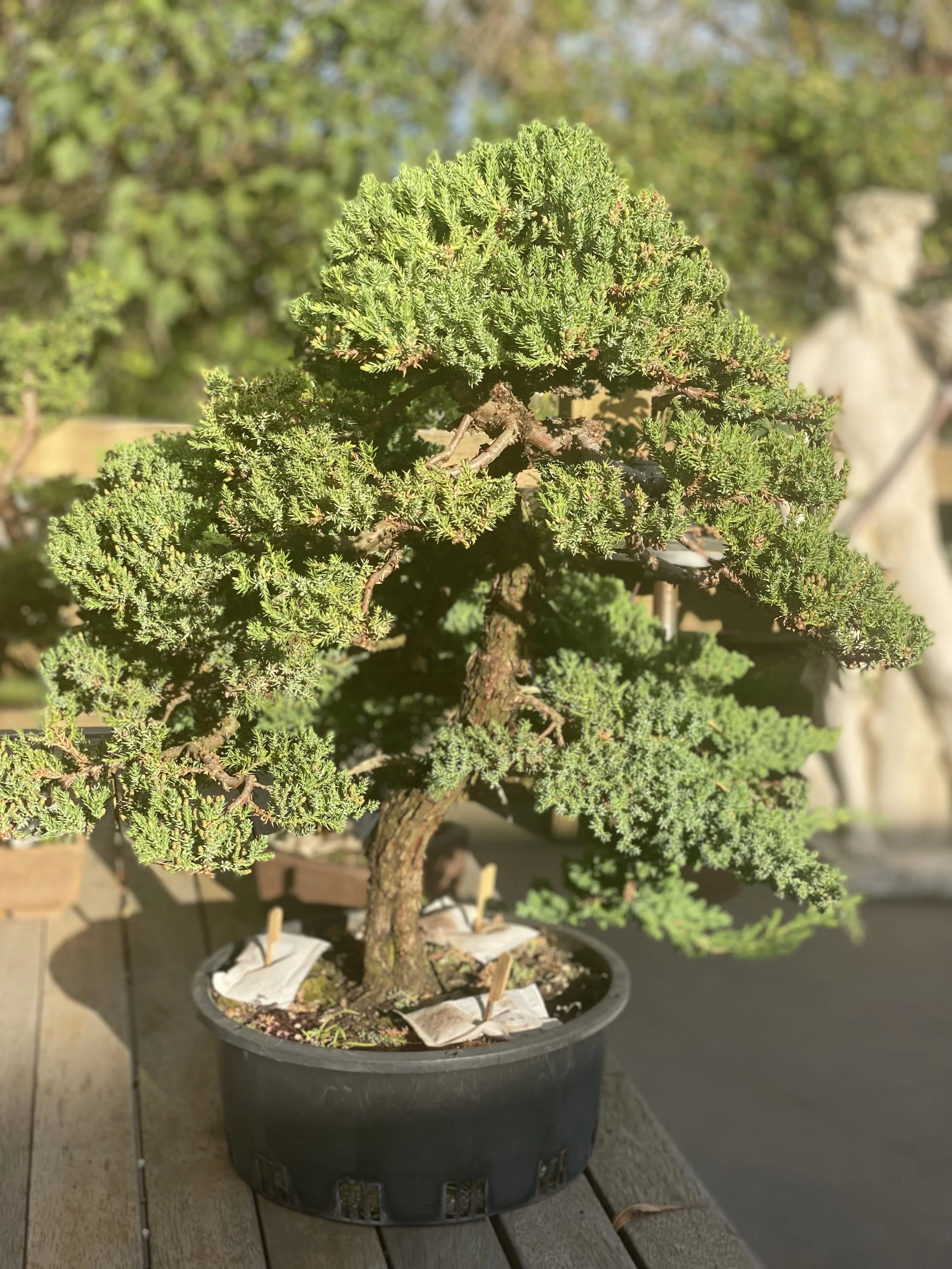 Homemade pork sausage made with jalapenos and cheddar