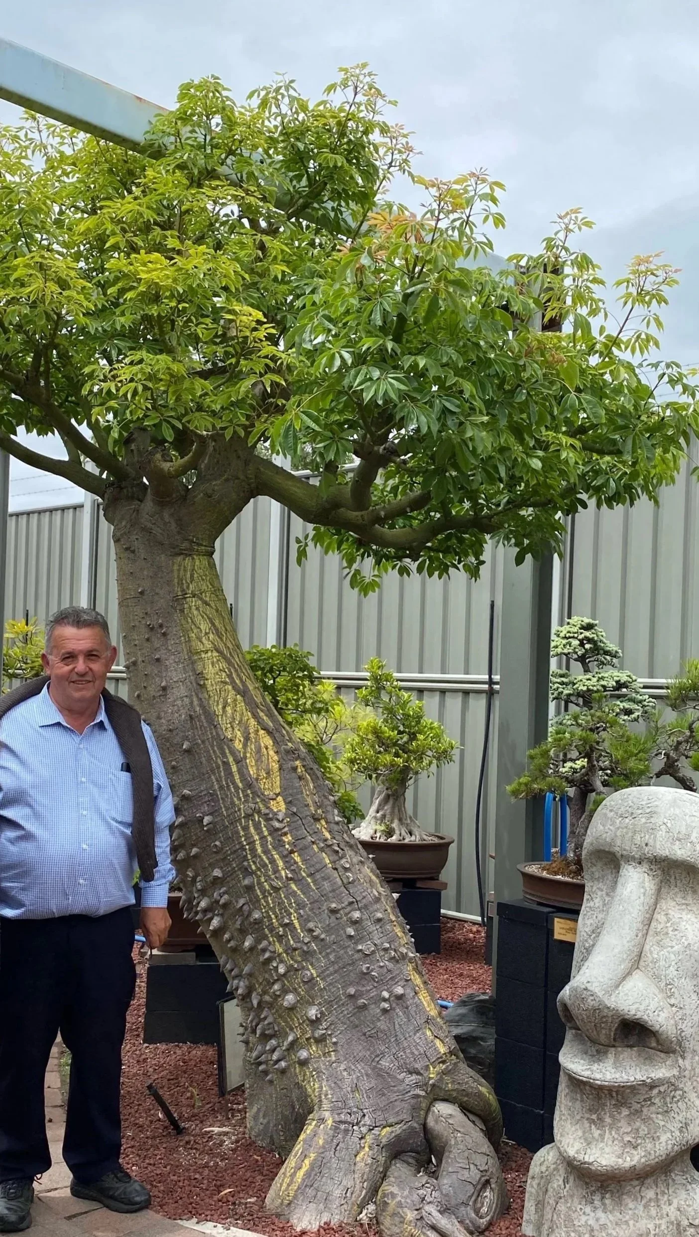 A man standing next to a large, curved bonsai tree inside a garden or nursery, with other bonsai trees and a carved stone face sculpture nearby.