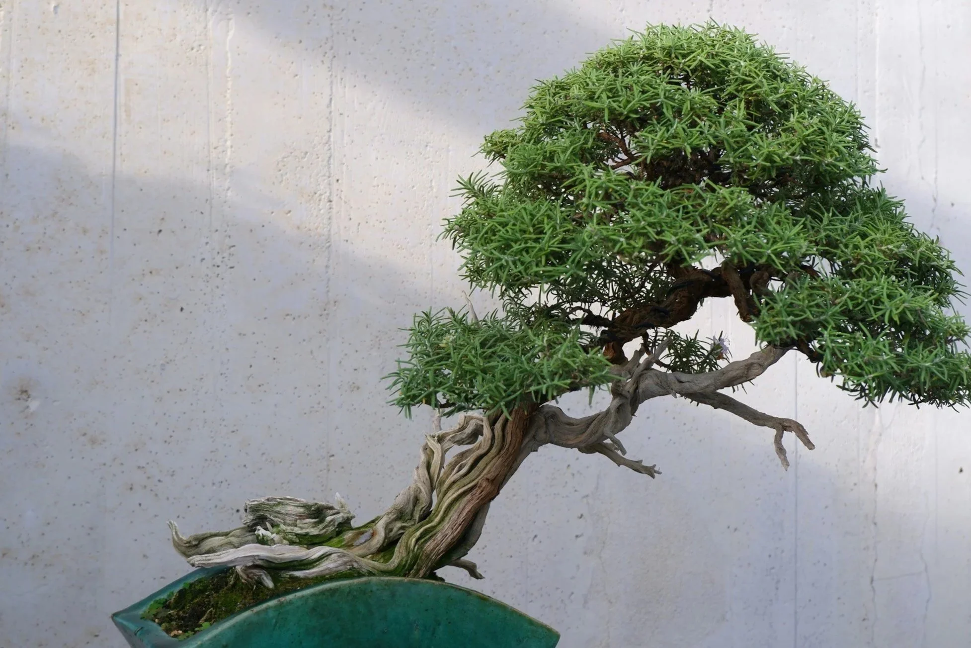 A meticulously pruned bonsai tree with a twisted trunk and lush green foliage in a green ceramic pot.