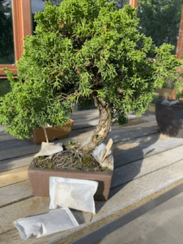 bonsai gif with fertiliser