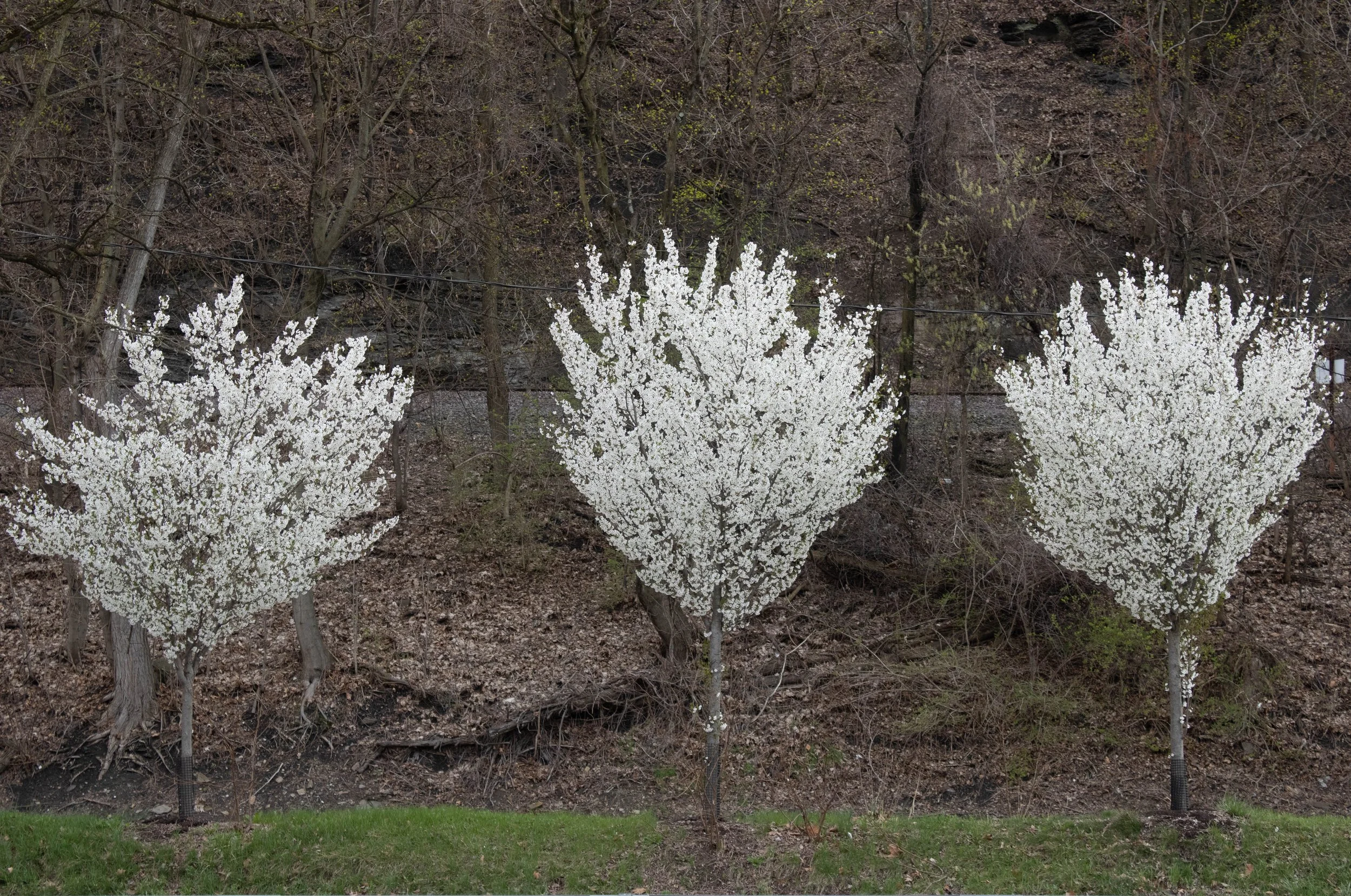 Nature-7.jpg