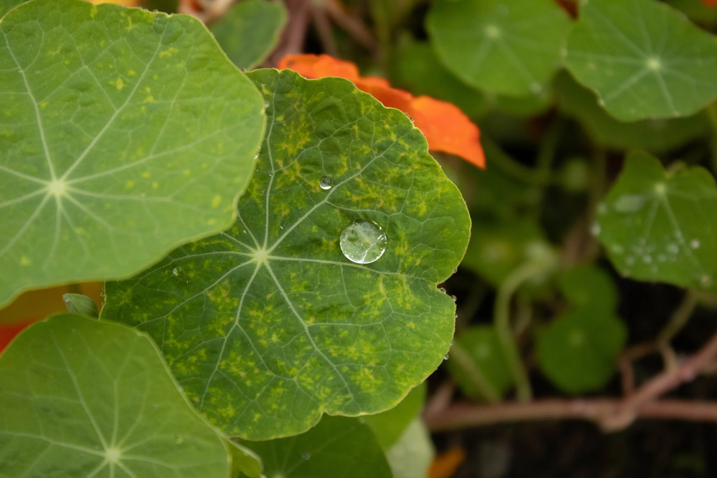 Nature-2.jpg
