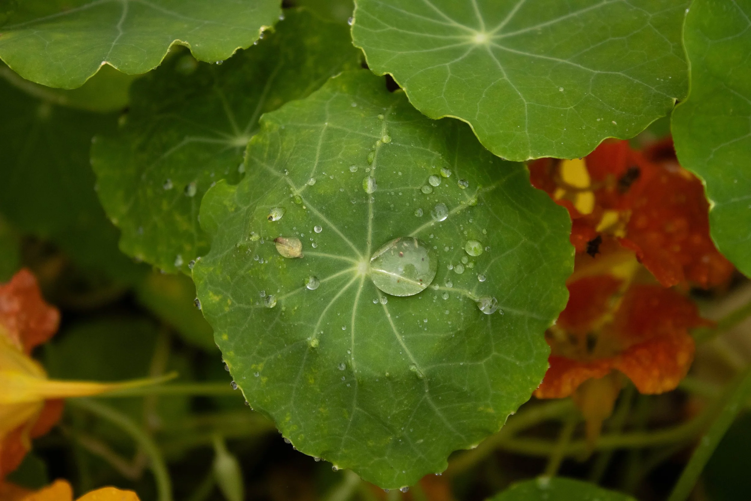 Nature-1.jpg