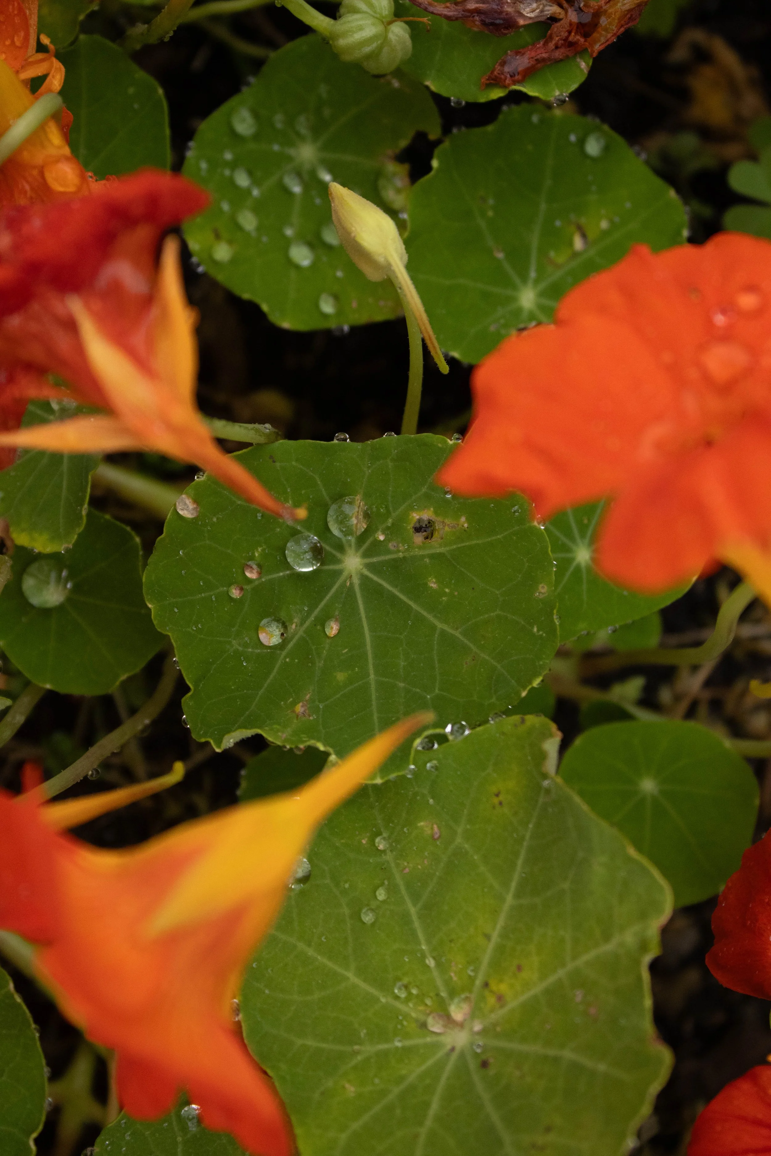 Nature-3.jpg