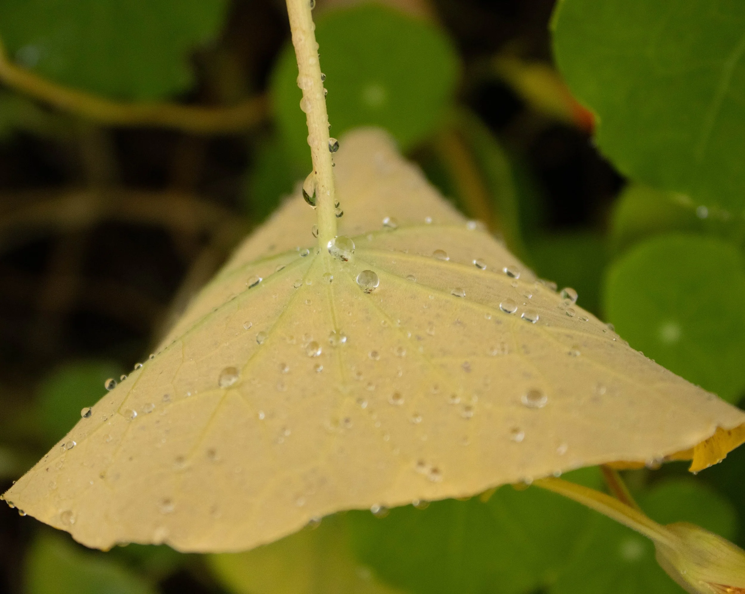 Nature-4.jpg