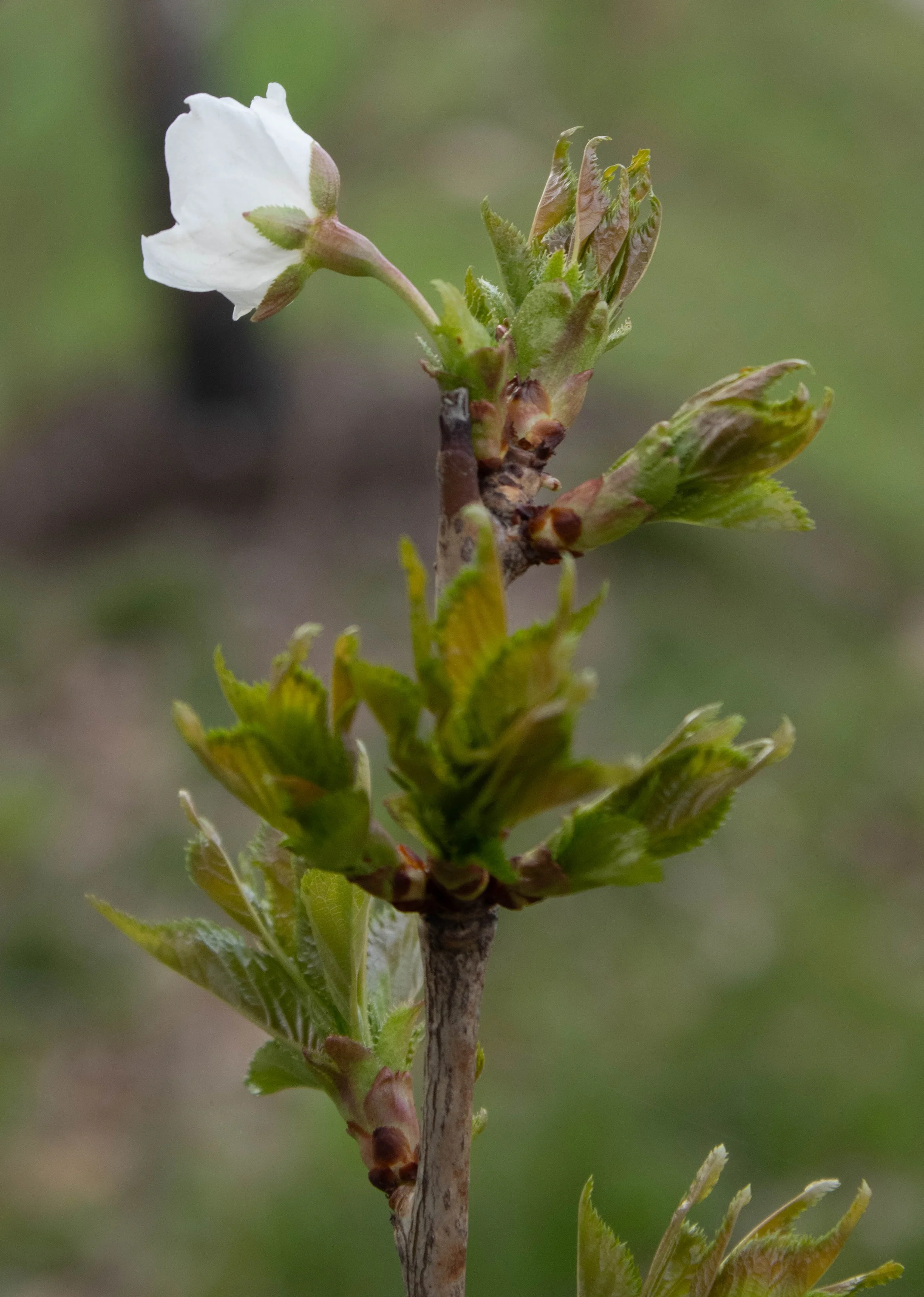 Nature-9.jpg