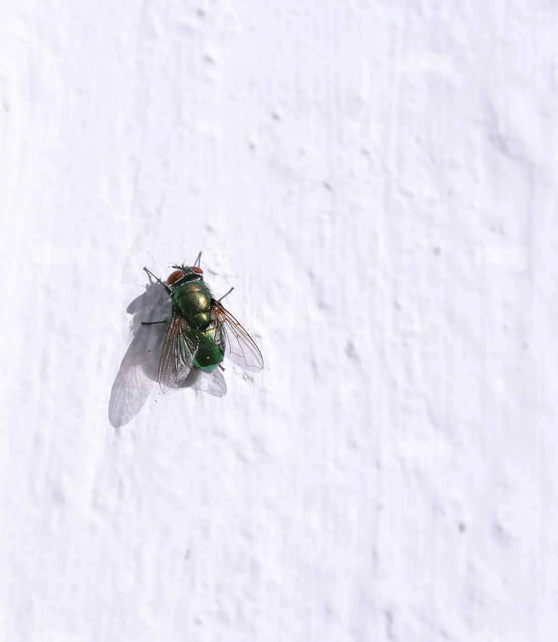 REVgreen-bottle-fly-lucilia-perched-on-a-white-wall-DE2A6Y copy.jpg