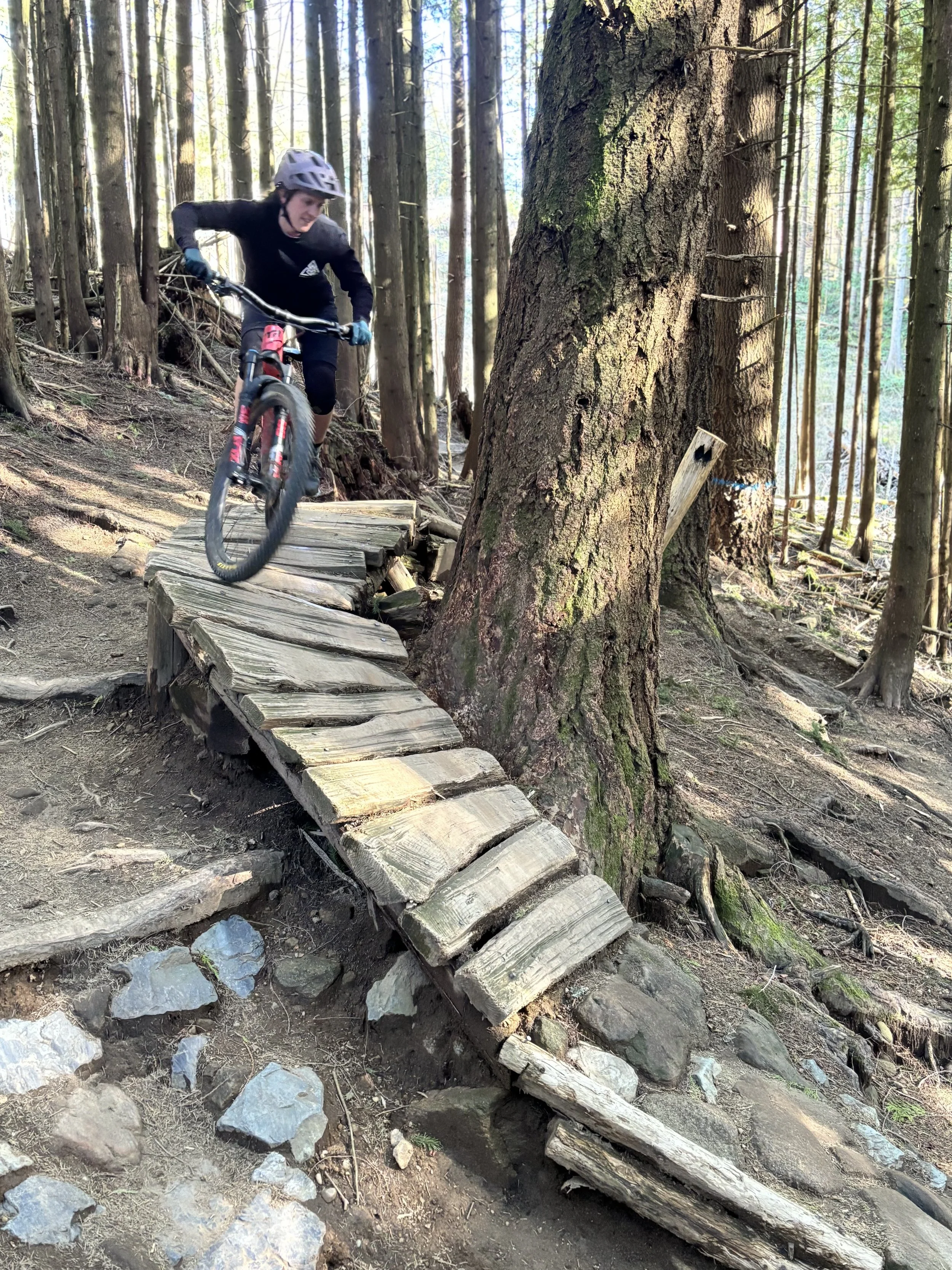 A person mountain biking on a trail through a wooded forest with numerous tall trees, some of which have patches of moss, and a wooden ramped trail obstacle.