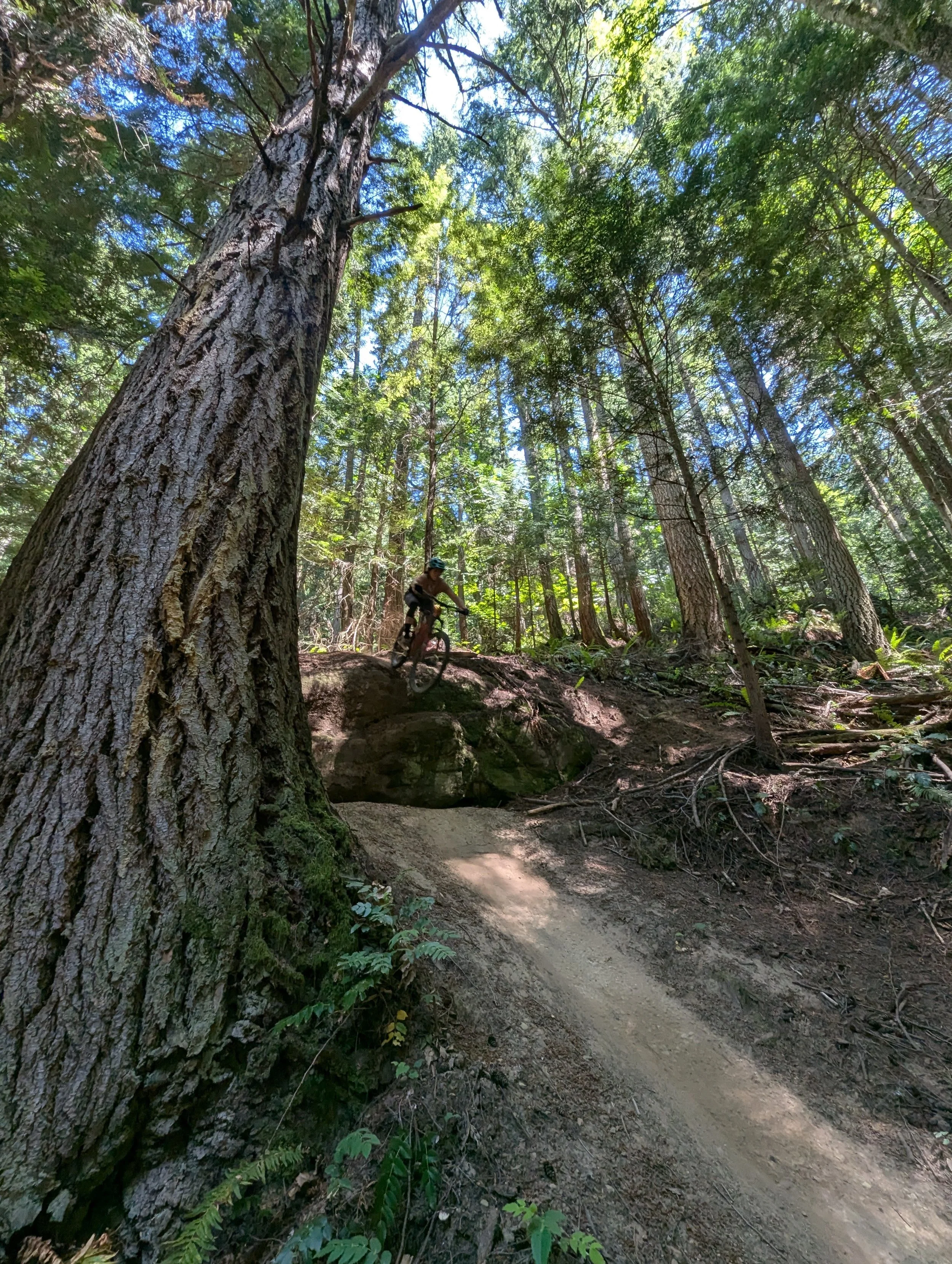 A dirt trail in a dense forest with tall trees, a cyclist wearing a helmet riding on the trail, sunlight filtering through the green leaves.