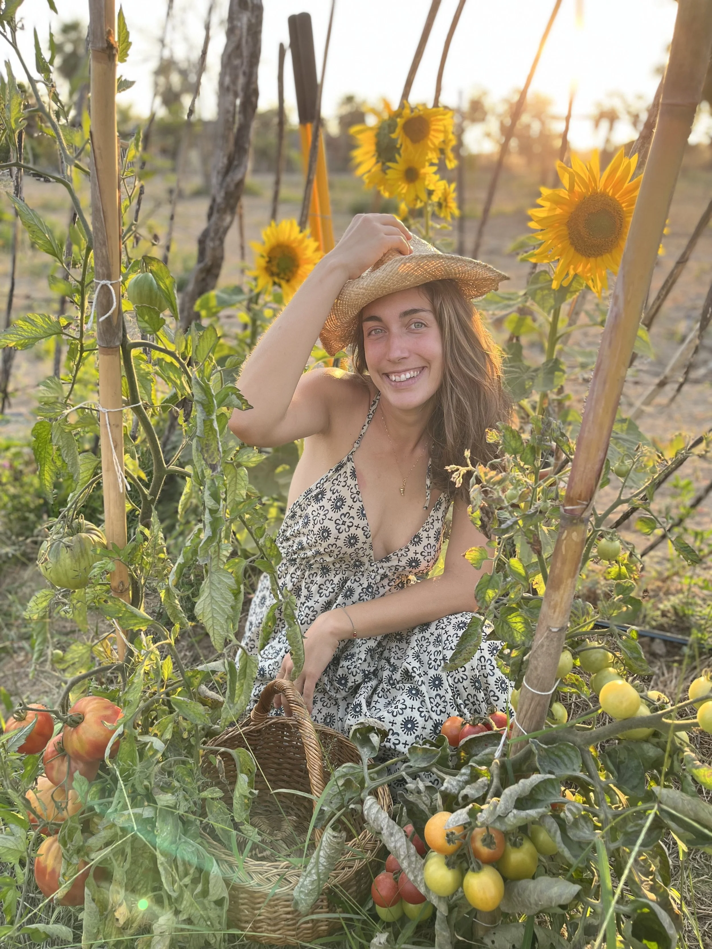 A woman in a sunhat picking ripe tomatoes in a garden with sunflower plants and a woven basket.