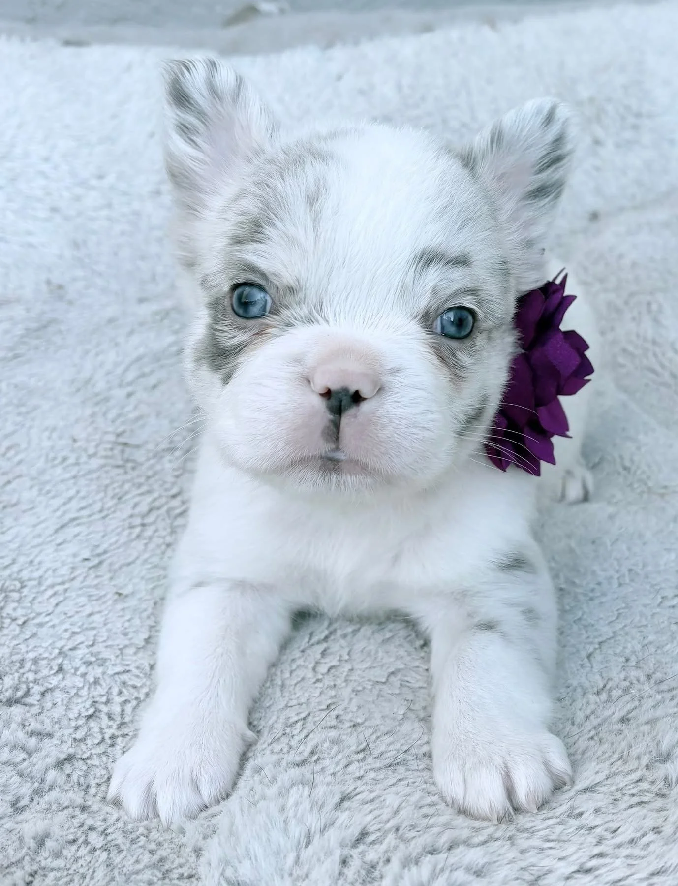 White with Lilac Merle