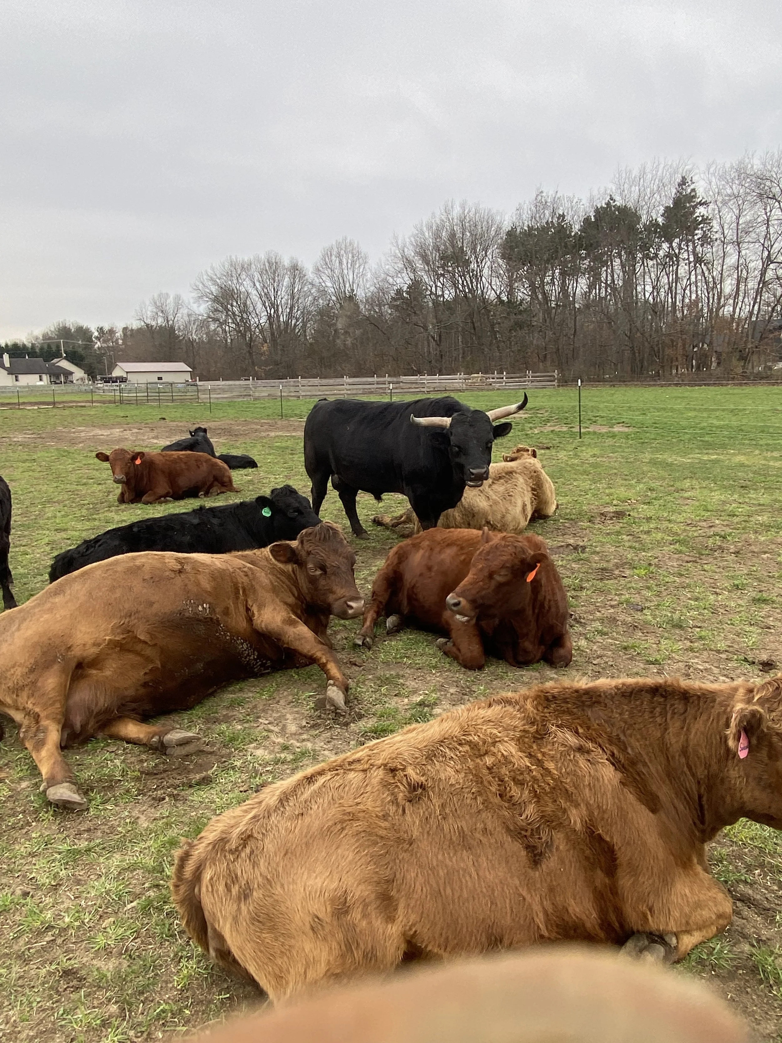 Several cows, including a large black cow with horns, a brown cow lying down, and other cows resting or lying in a grassy field. There are trees and farm buildings in the background under an overcast sky.