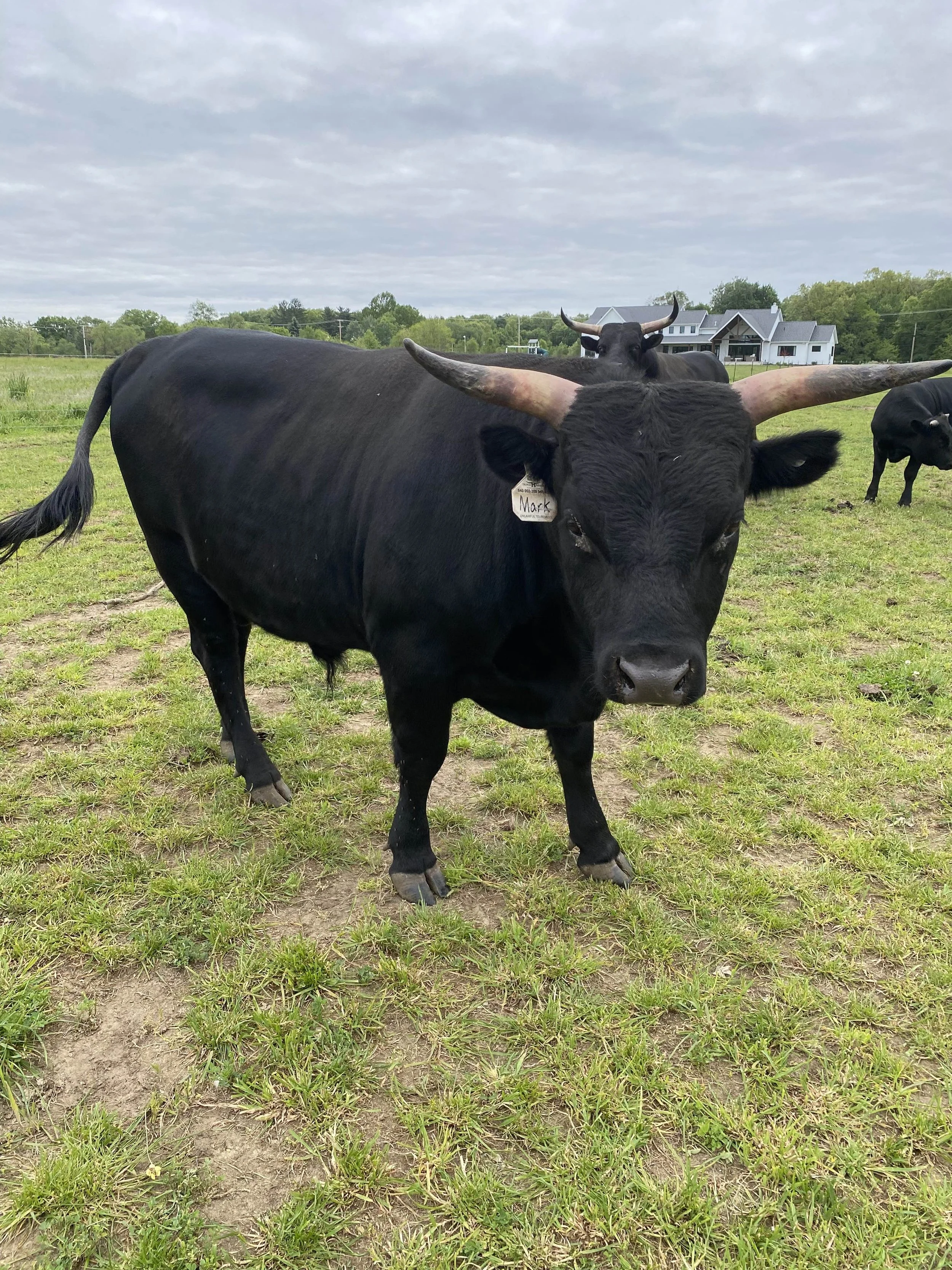 A black Dexter Bull with large, curved horns is standing on a grassy field with a house and trees in the background under a cloudy sky. This bull is for sale and listed on ADCA website.