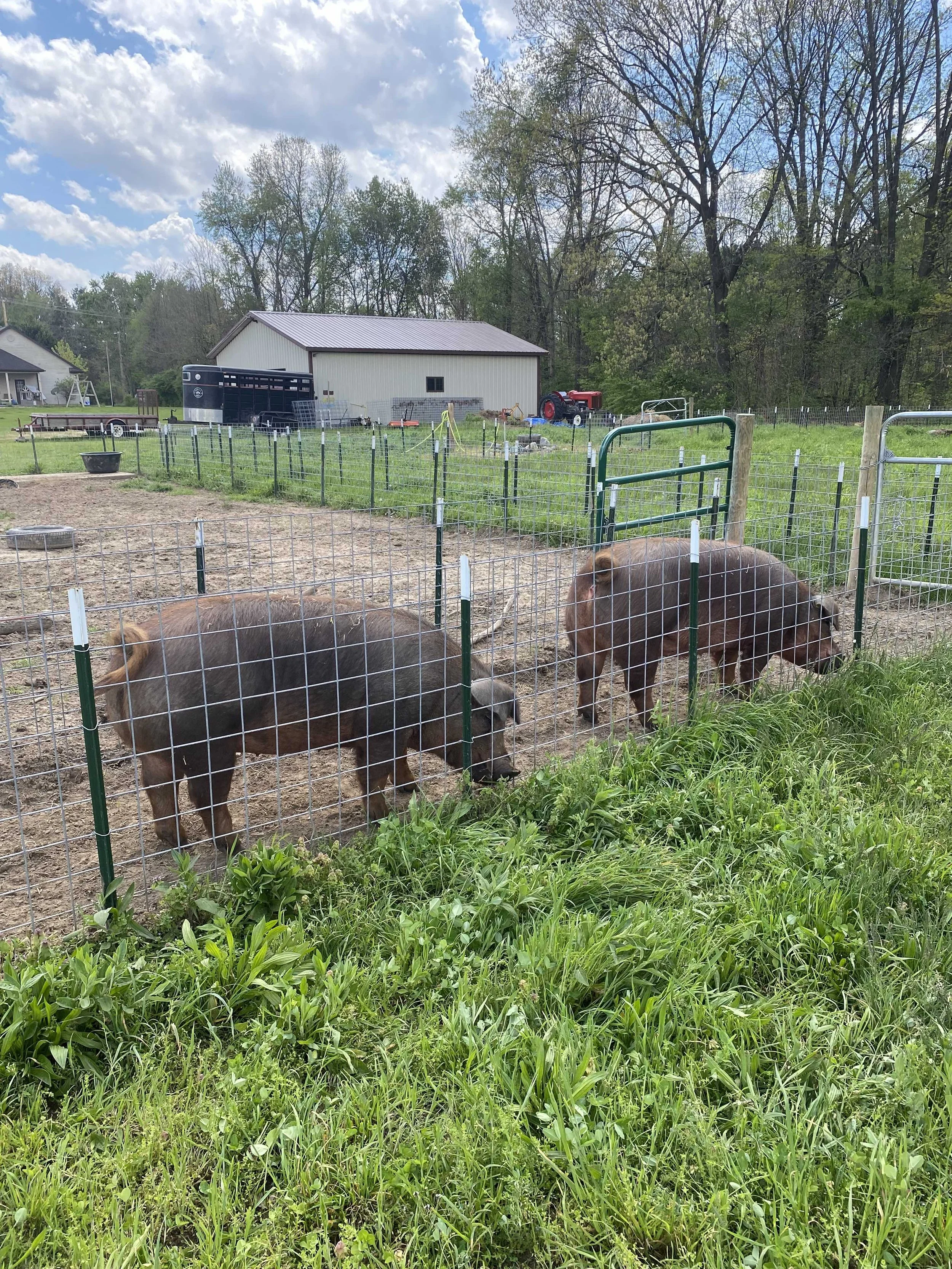 A farm scene with pigs in a fenced area, a barn, and a red tractor in the background. Trees and a partly cloudy sky are also visible.