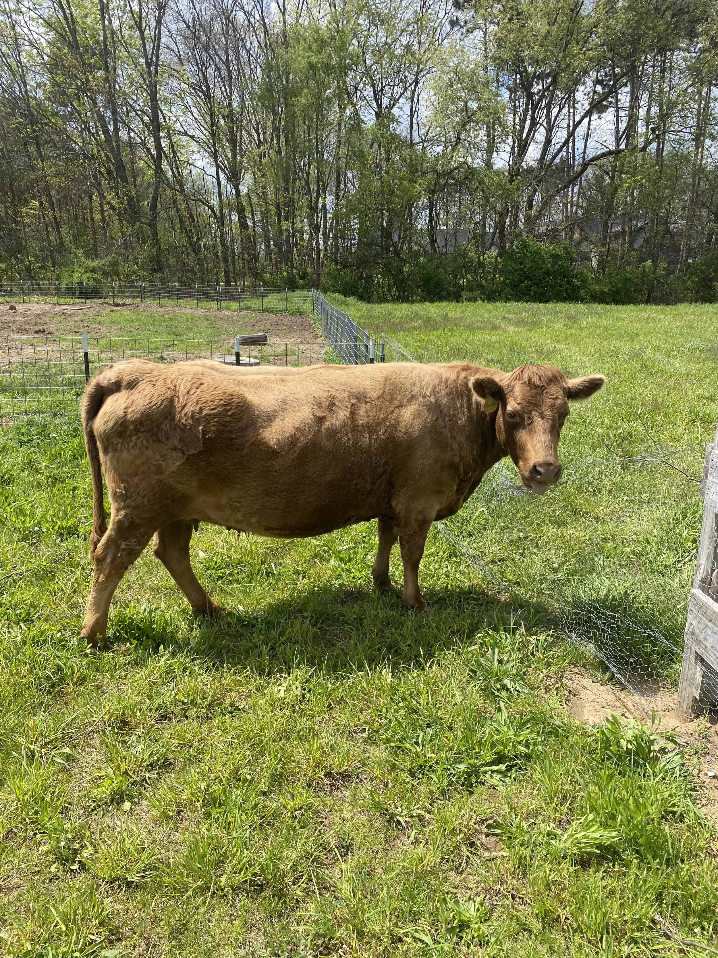 A brown cow standing on green grass in an enclosed outdoor area with trees in the background.