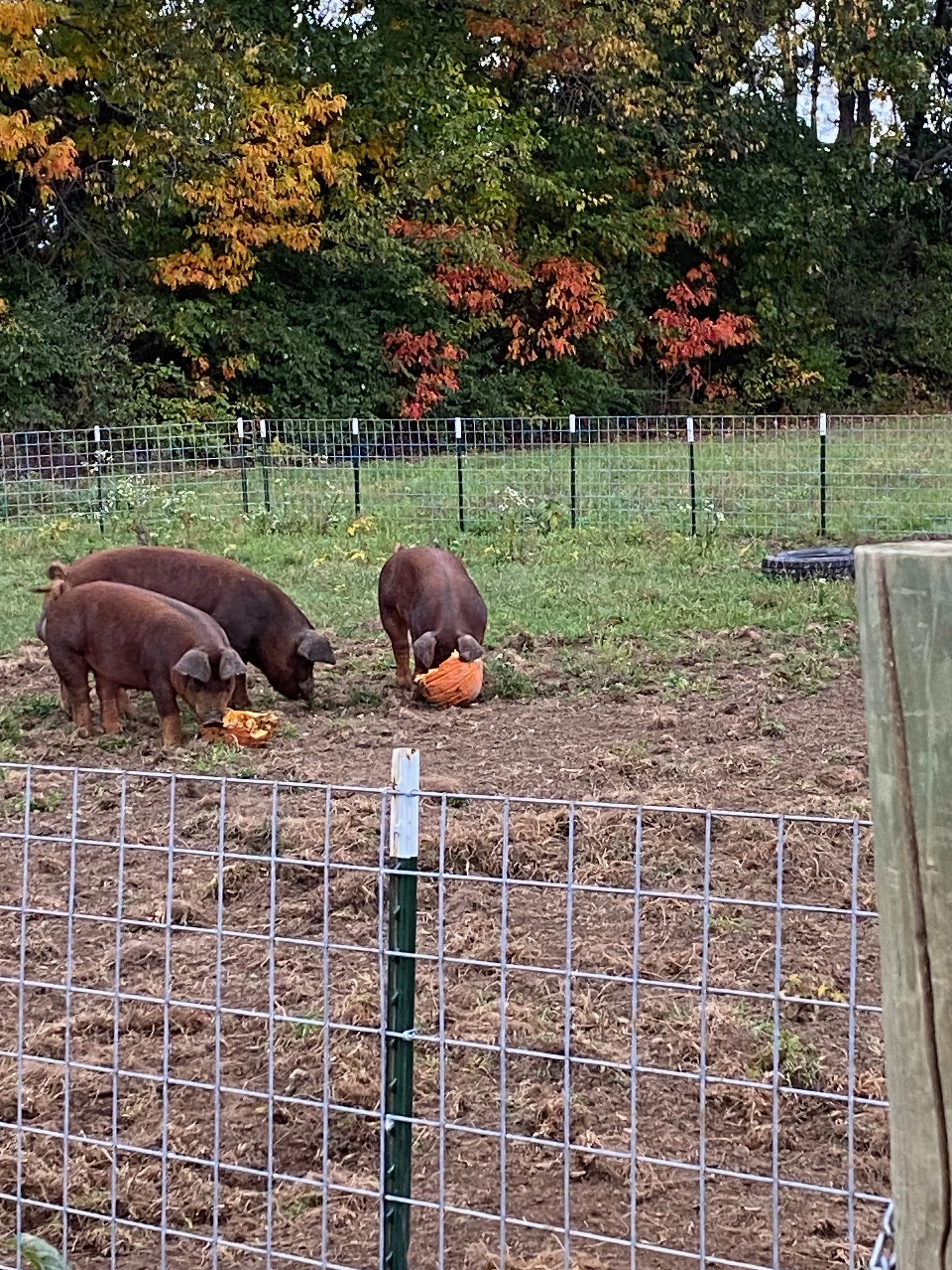 Chickens in a fenced outdoor area with trees displaying fall foliage in the background.