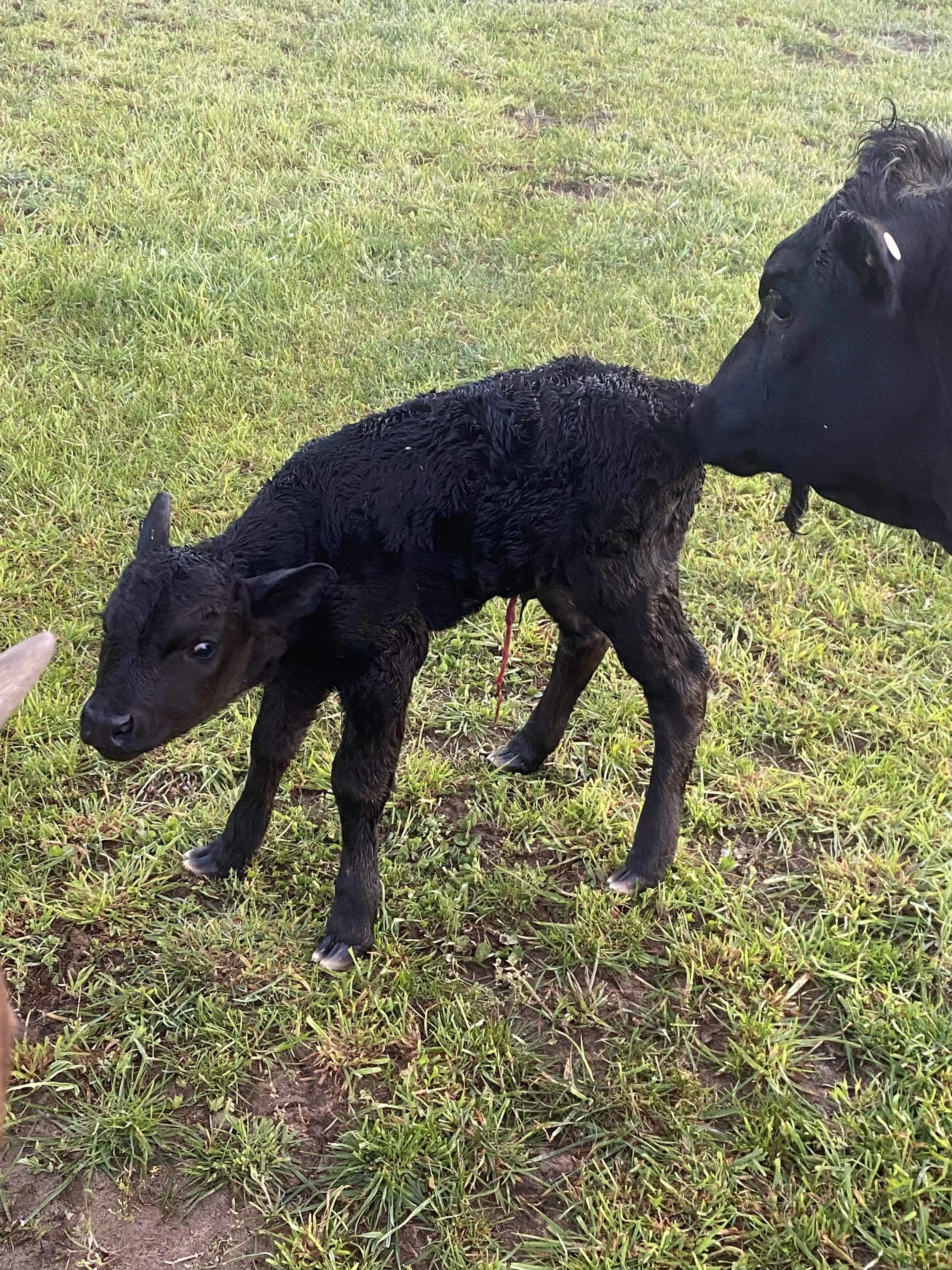 Black puppies with wet fur on a grassy field, one puppy appears to be licking the other.
