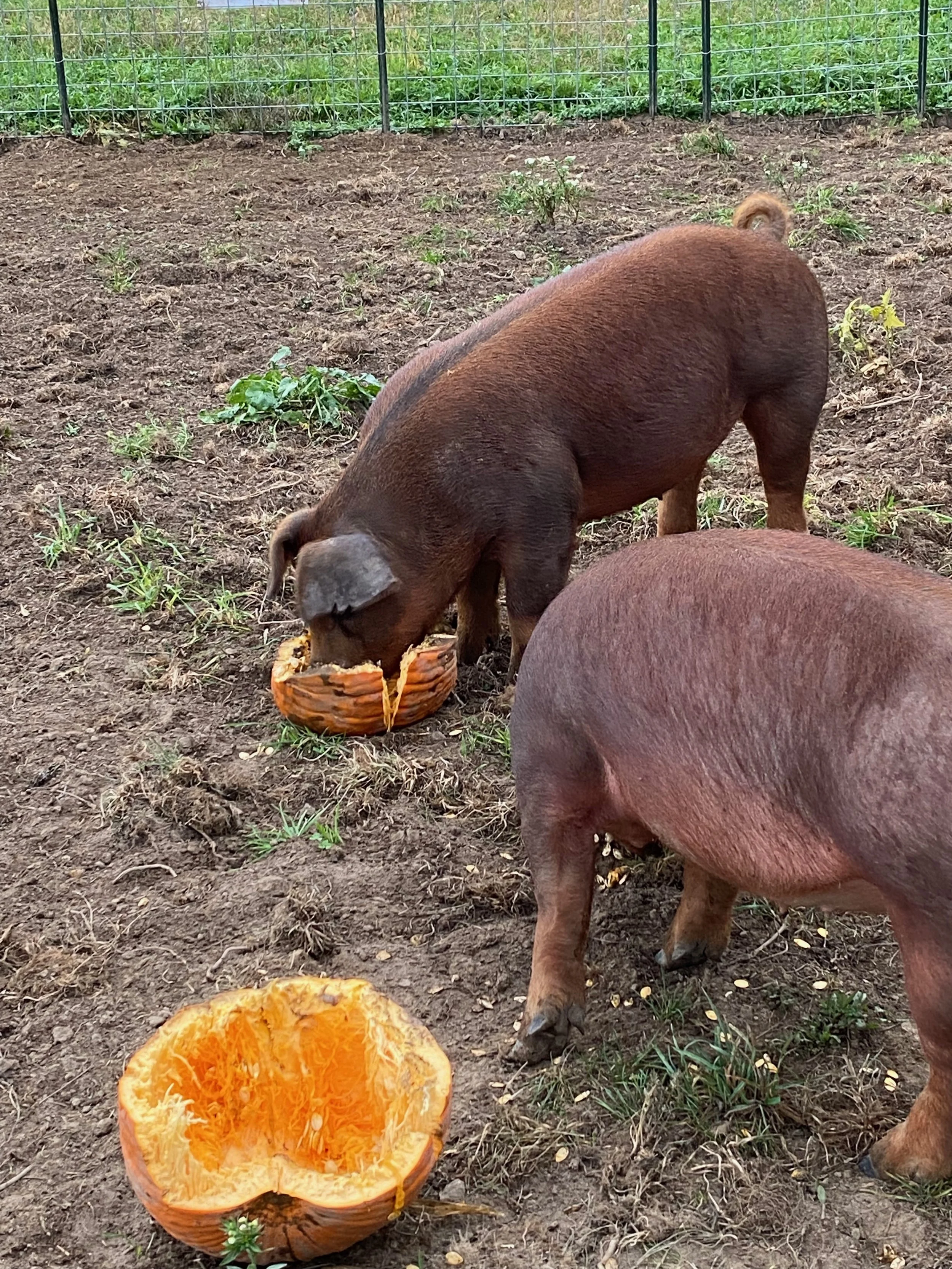 Two pigs in a fenced outdoor area, one with a pig-shaped pumpkin carved and filled with bright orange pumpkin pulp and seeds, while the other pig is partially visible and eating some pumpkin.