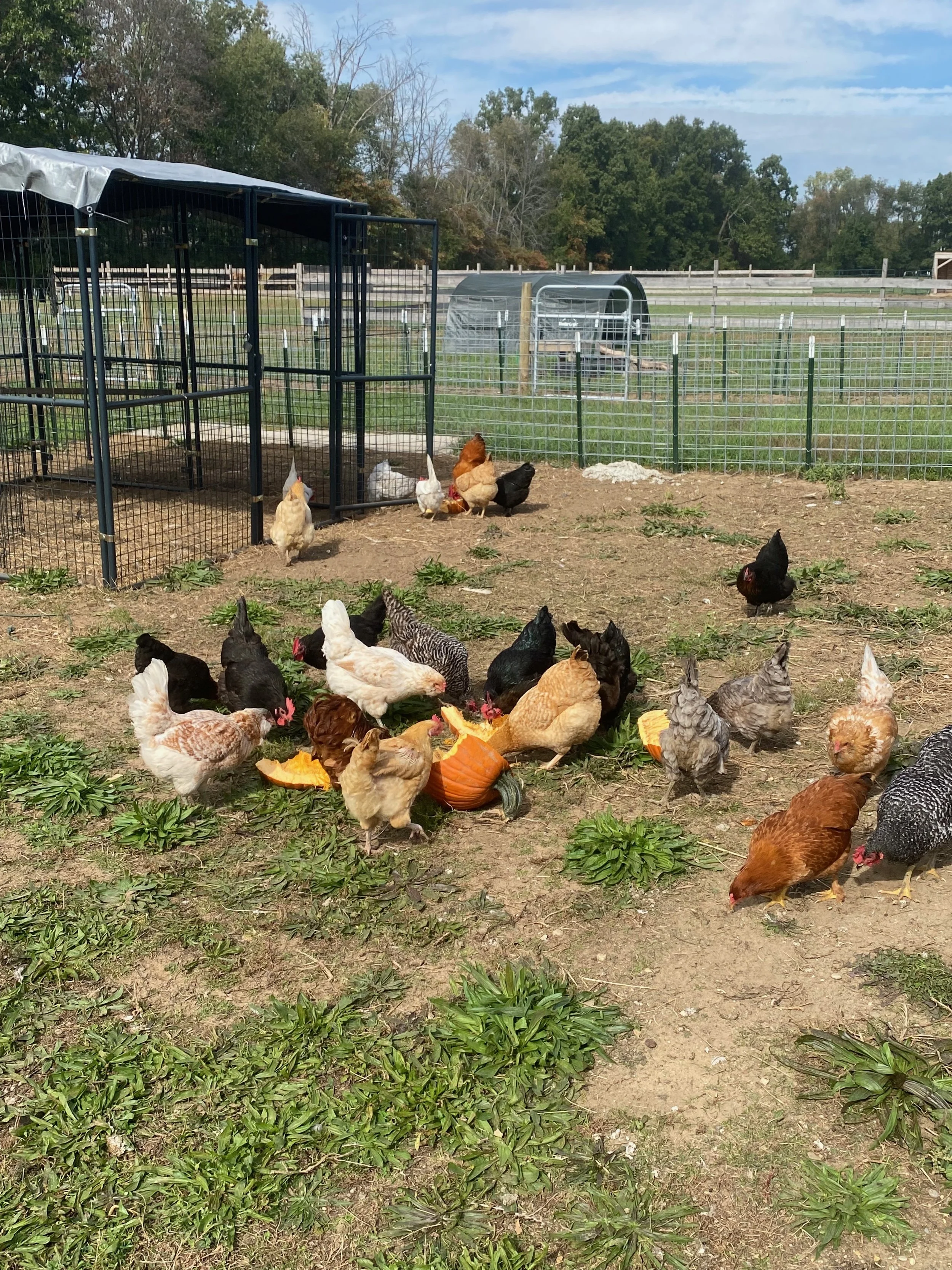 A fenced outdoor area with chickens walking and pecking at the ground, some eating pumpkin pieces, with grassy patches and trees in the background under a partly cloudy sky.