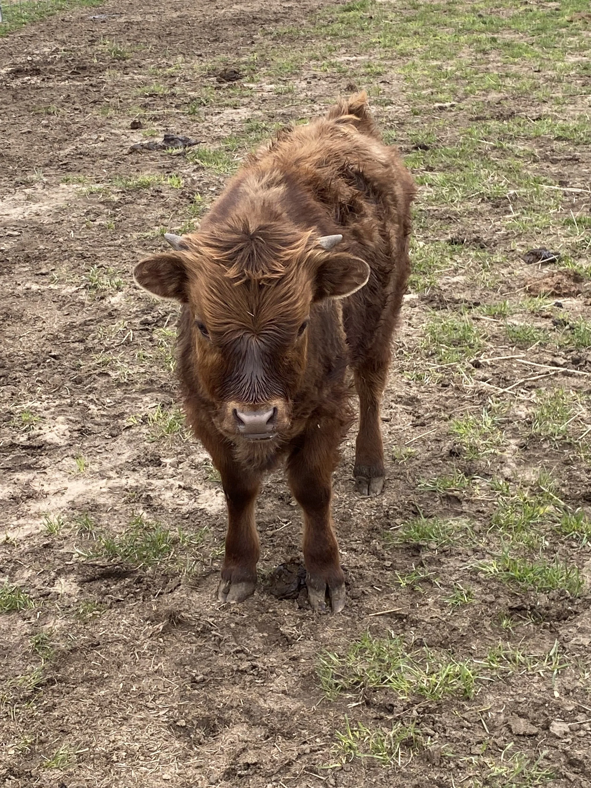 A Chondro-dun bull calf with small horns standing on dirt and grass.